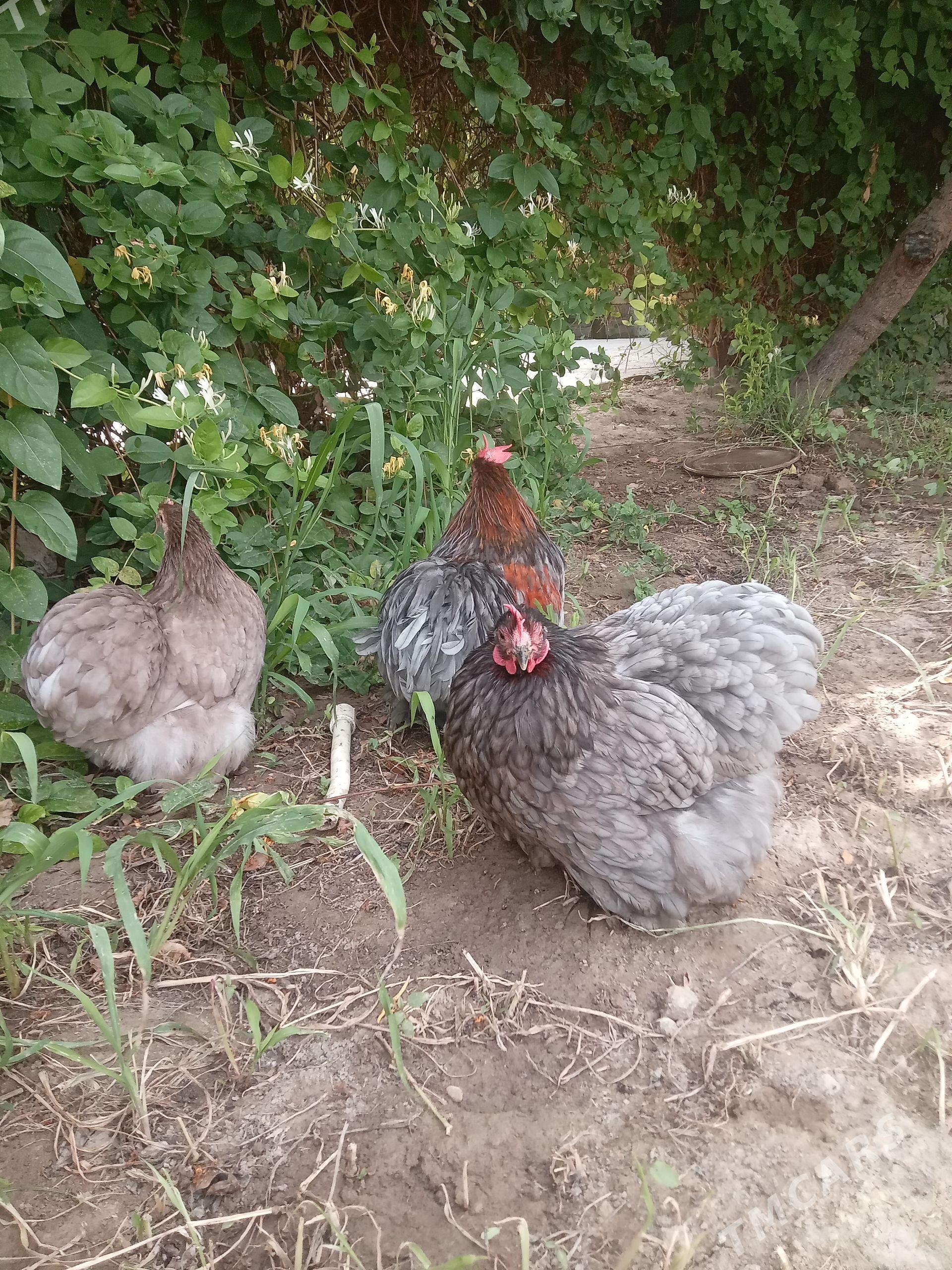 kohin towuk horaz - Çoganly - img 1