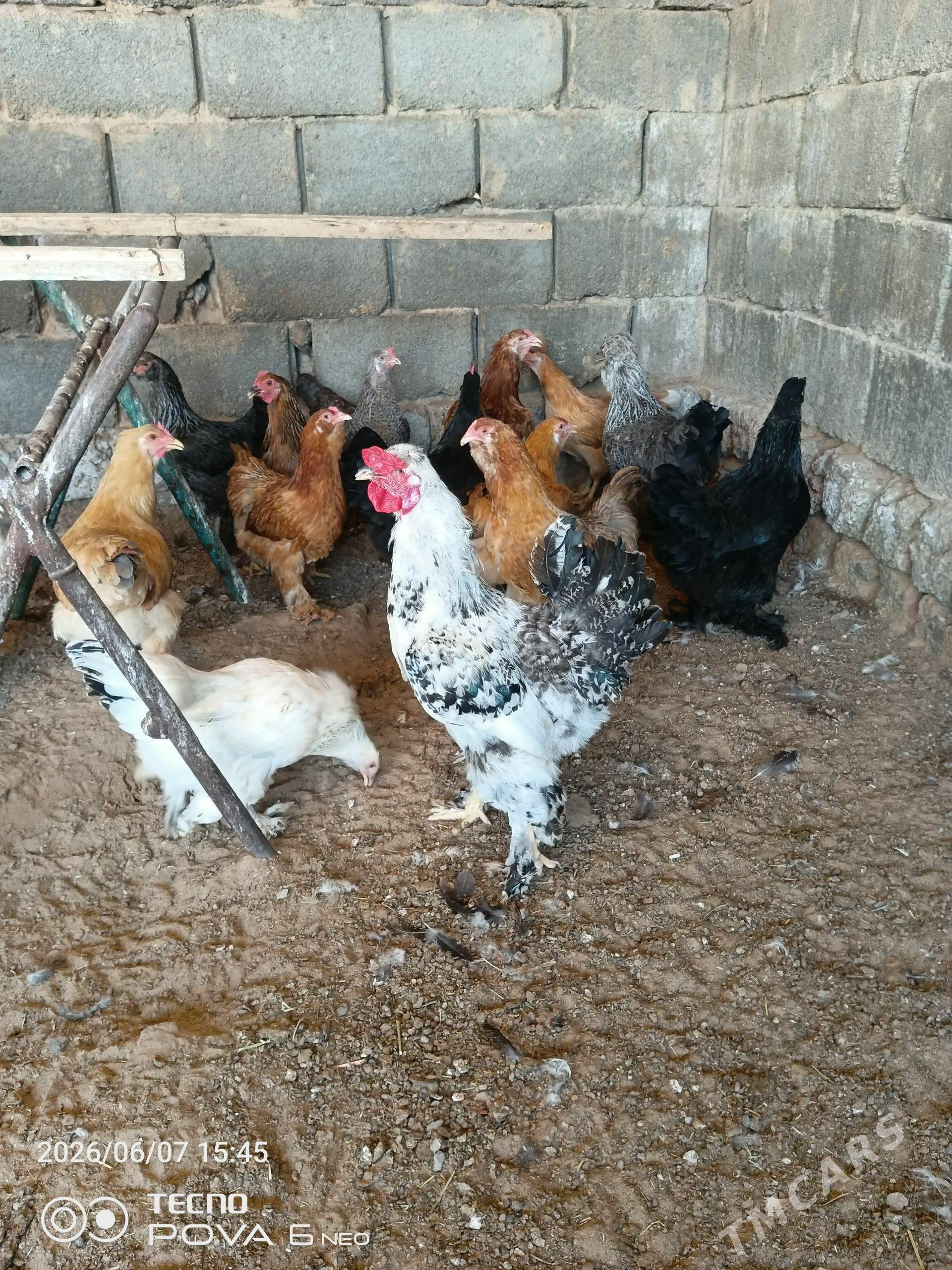 balgar yumurtga 3m - Hitrowka - img 1