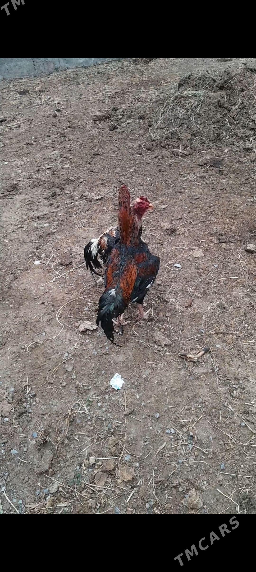 taşkent jüje - Bäherden - img 1