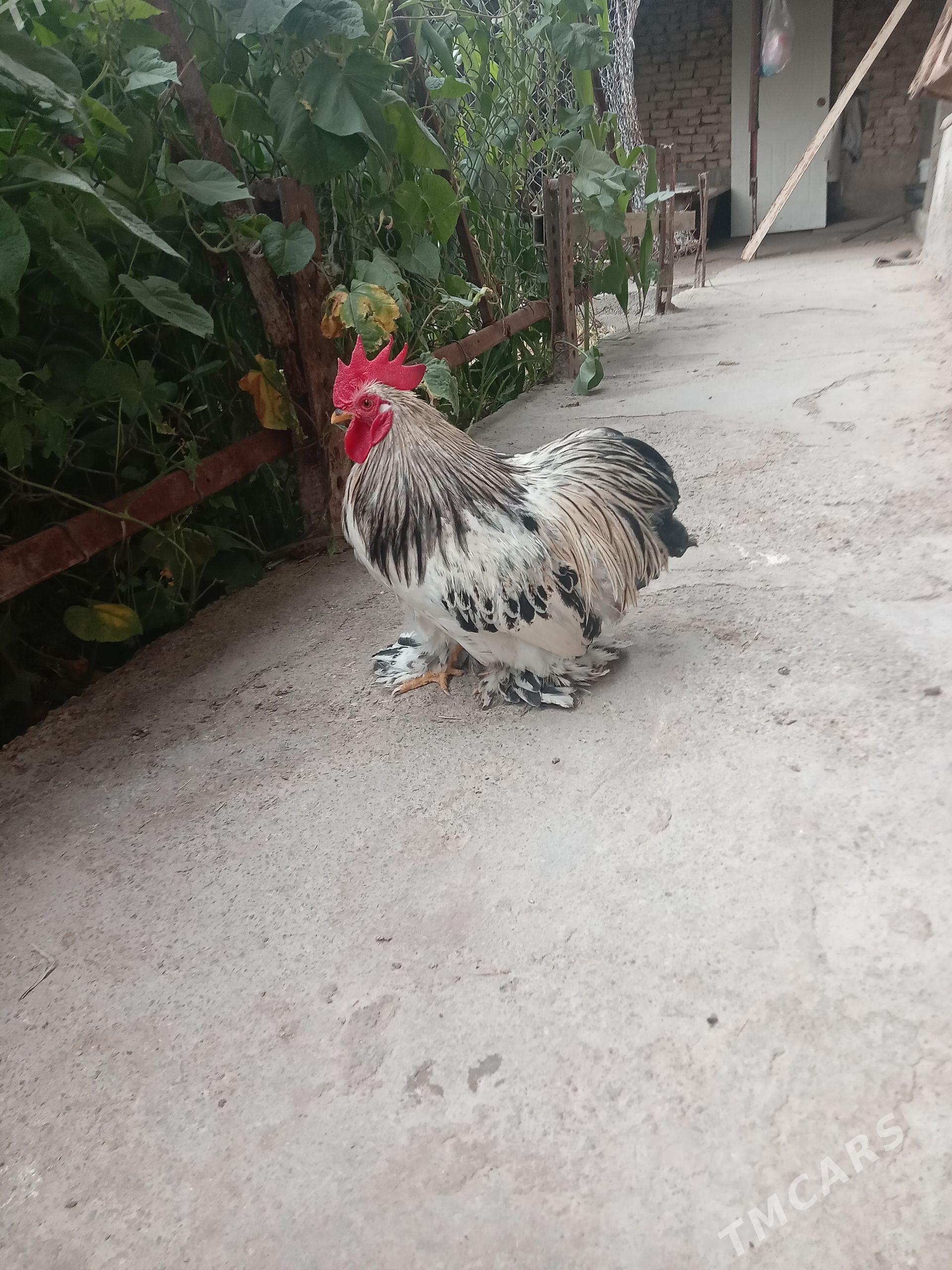kohin karlik horaz - Çoganly - img 1