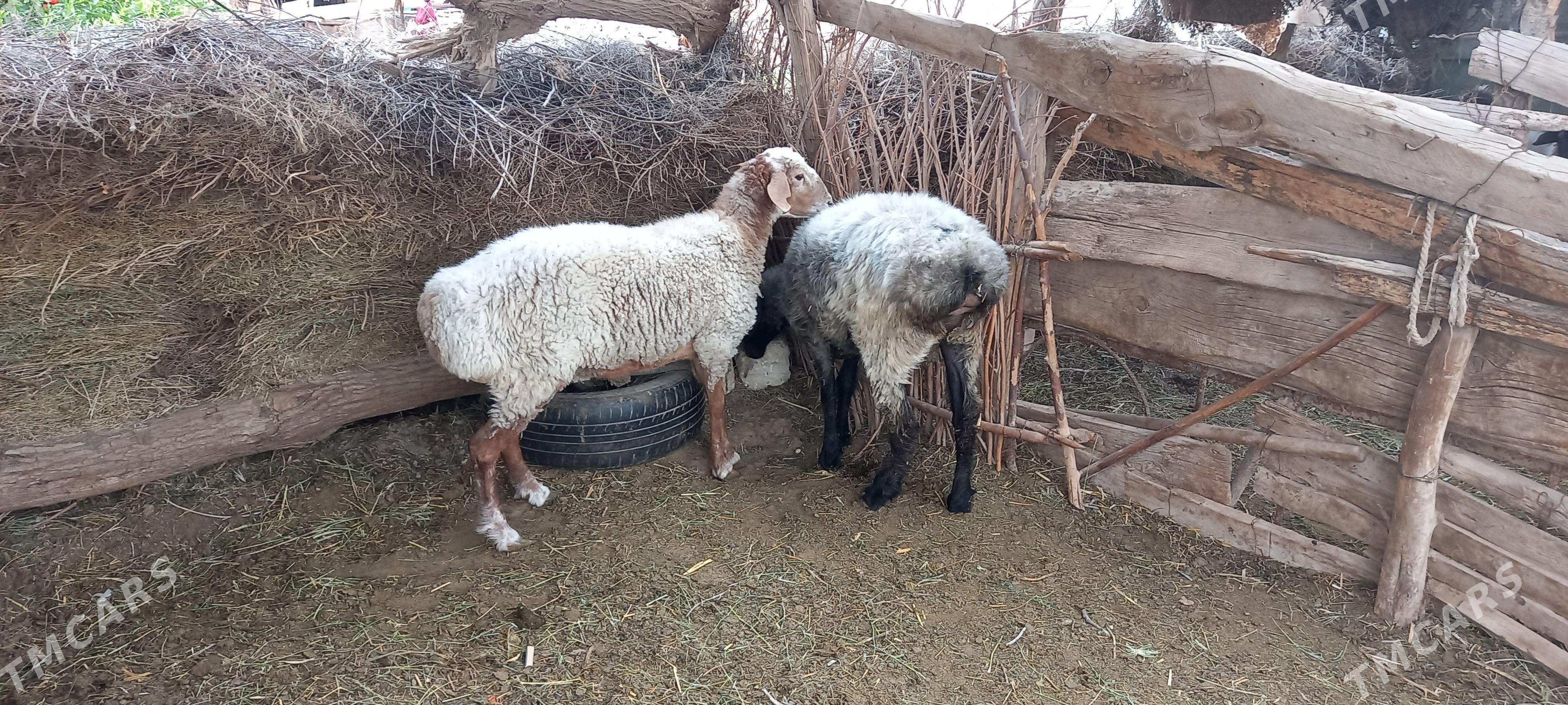Işşek goýun - Tejen - img 1