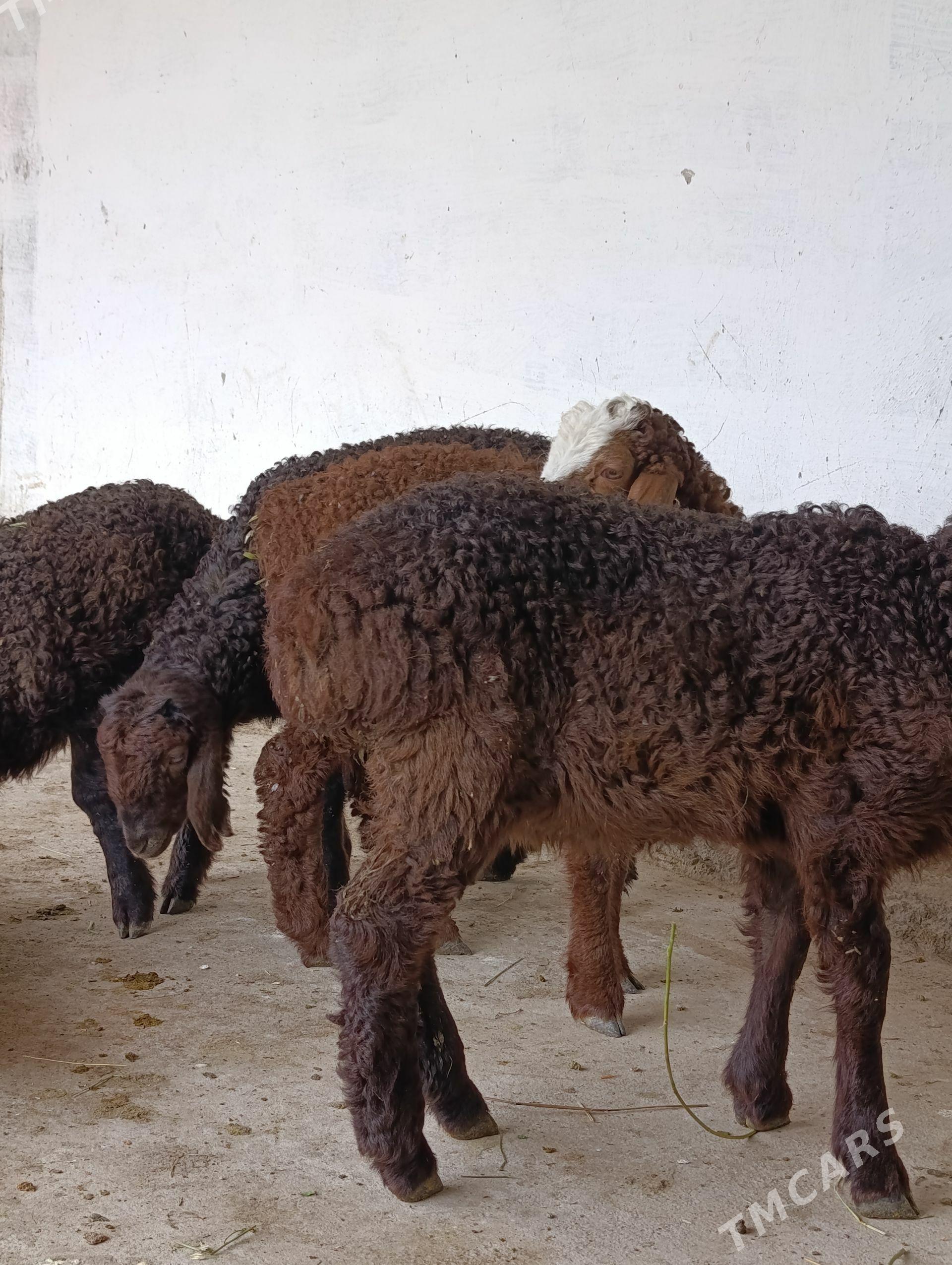 Guzy - Änew - img 1