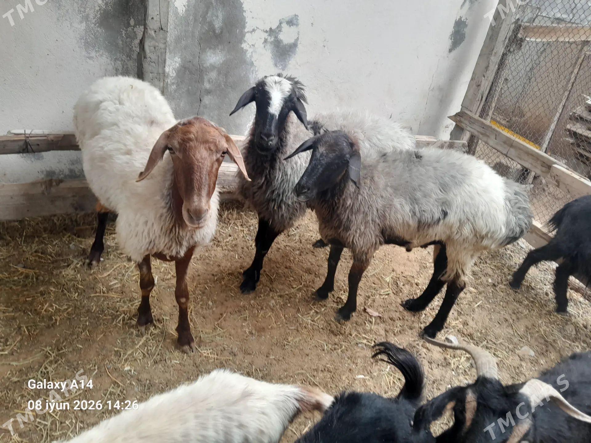 geci erkec owec - Aşgabat - img 1