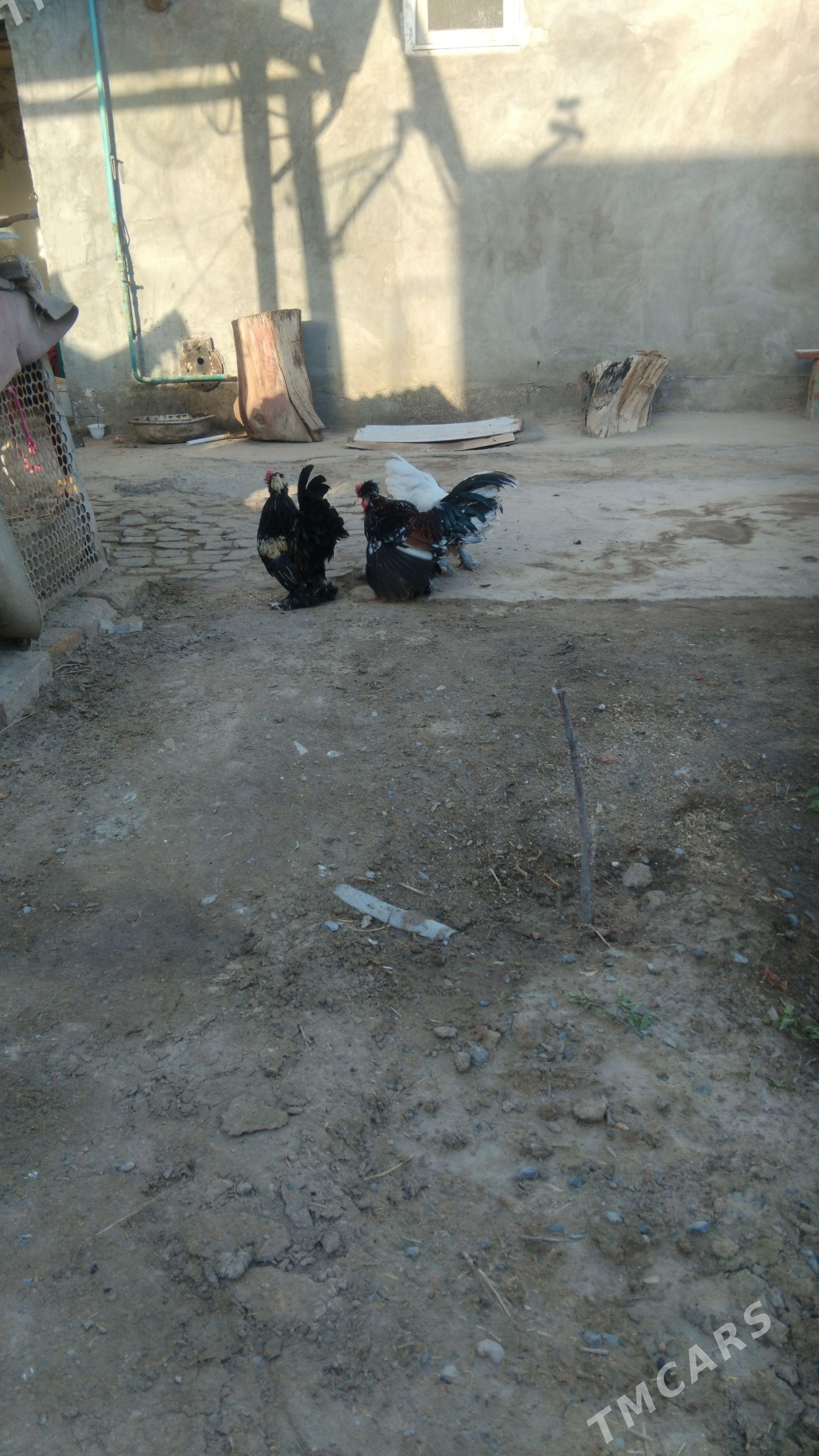 Yaponcik - Türkmenabat - img 1