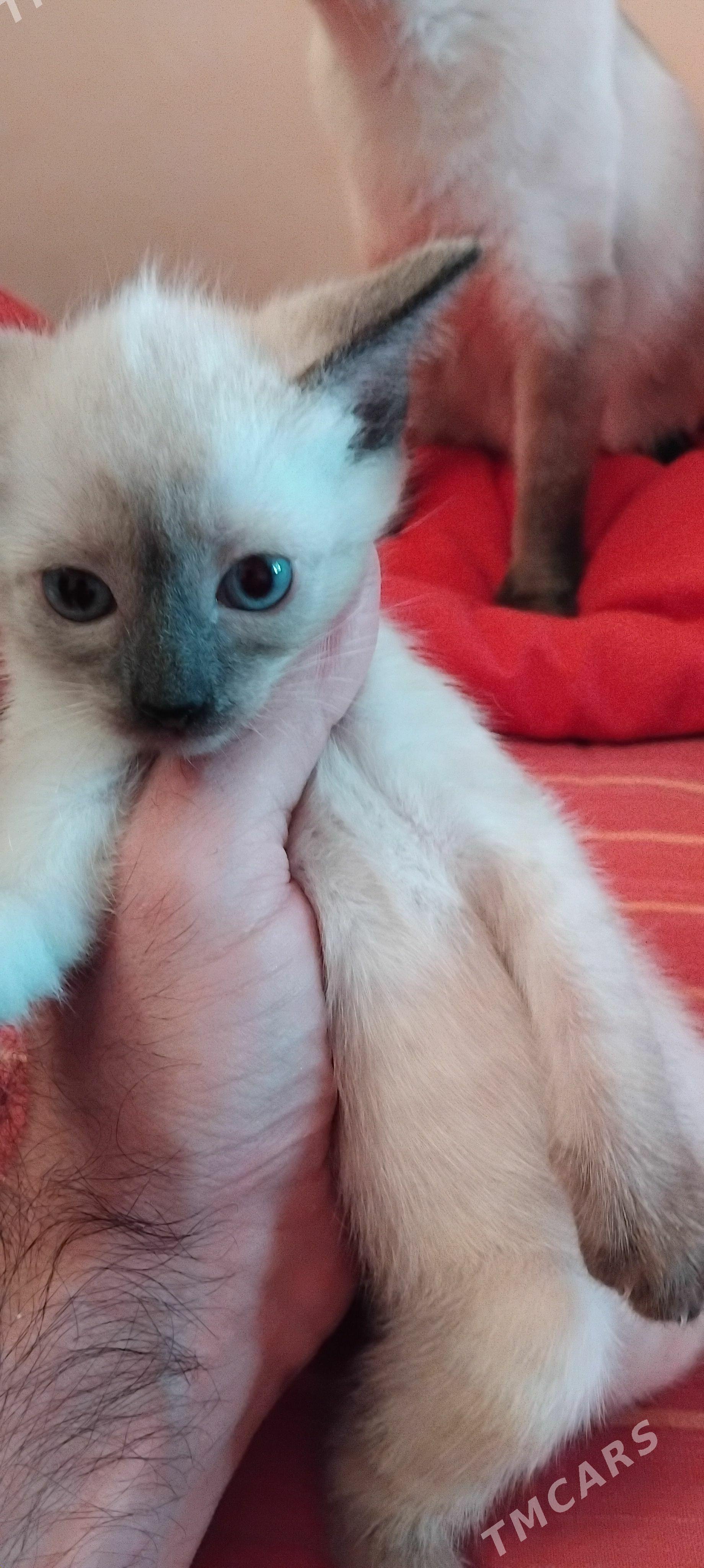 сиамские котята - 6 мкр - img 1