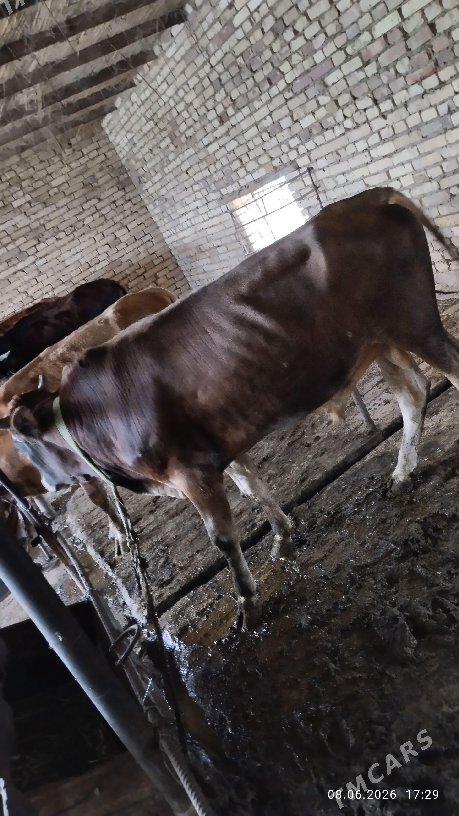 öküz - Мургап - img 1