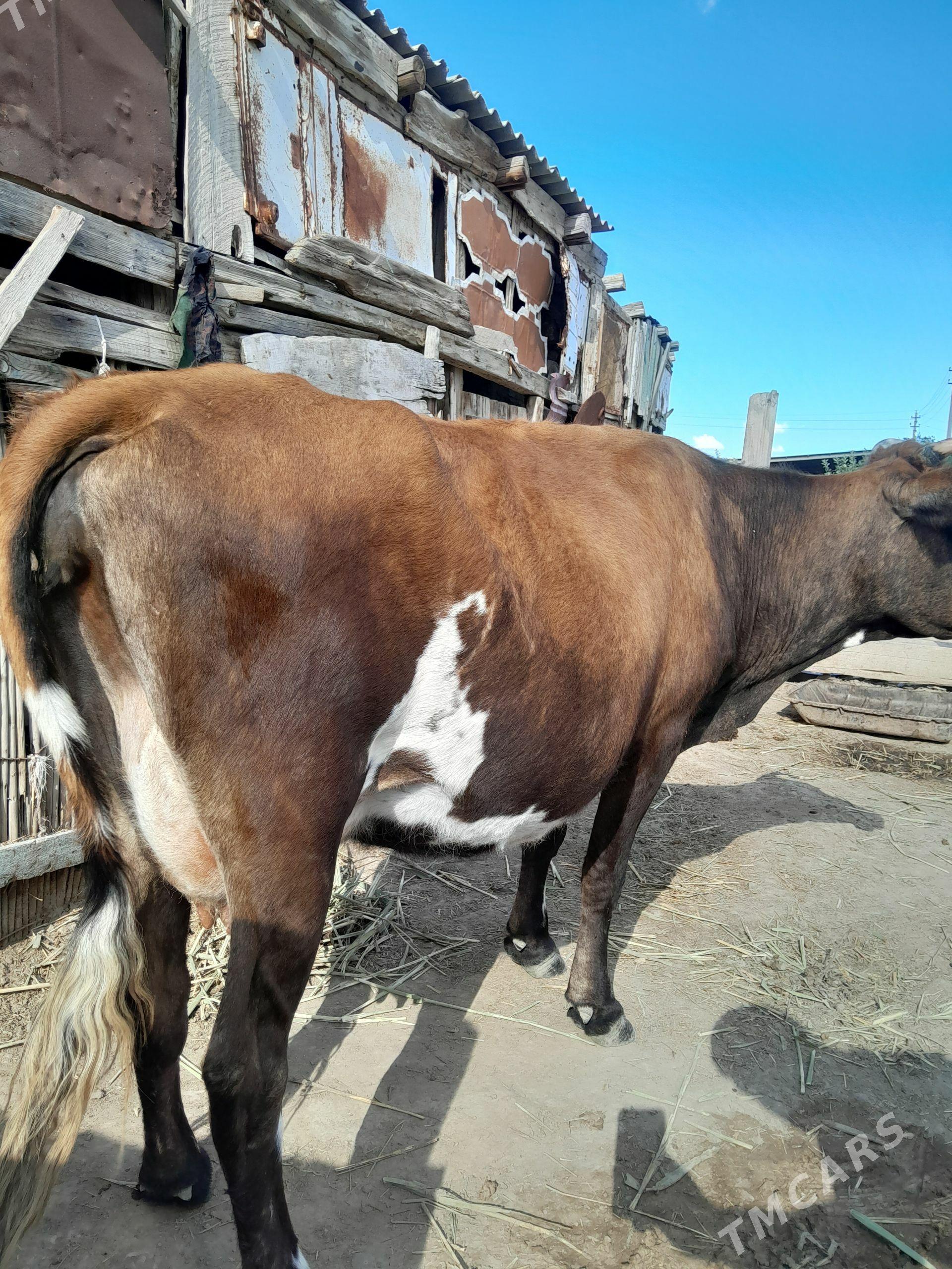 Sygyr - Берекет - img 1