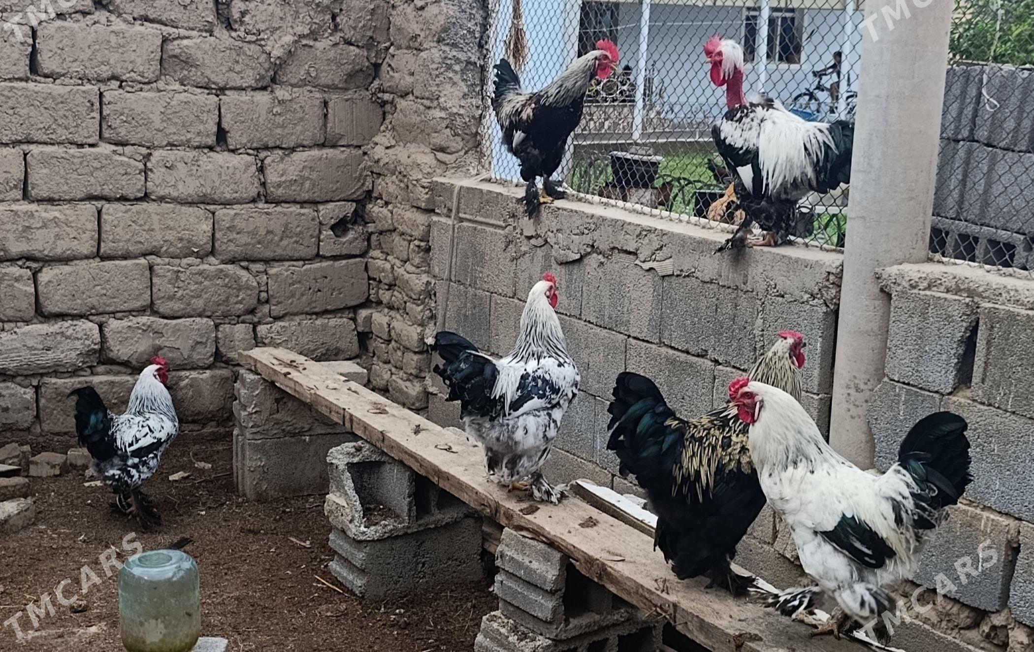 Brama horaz horazlar - Aşgabat - img 1