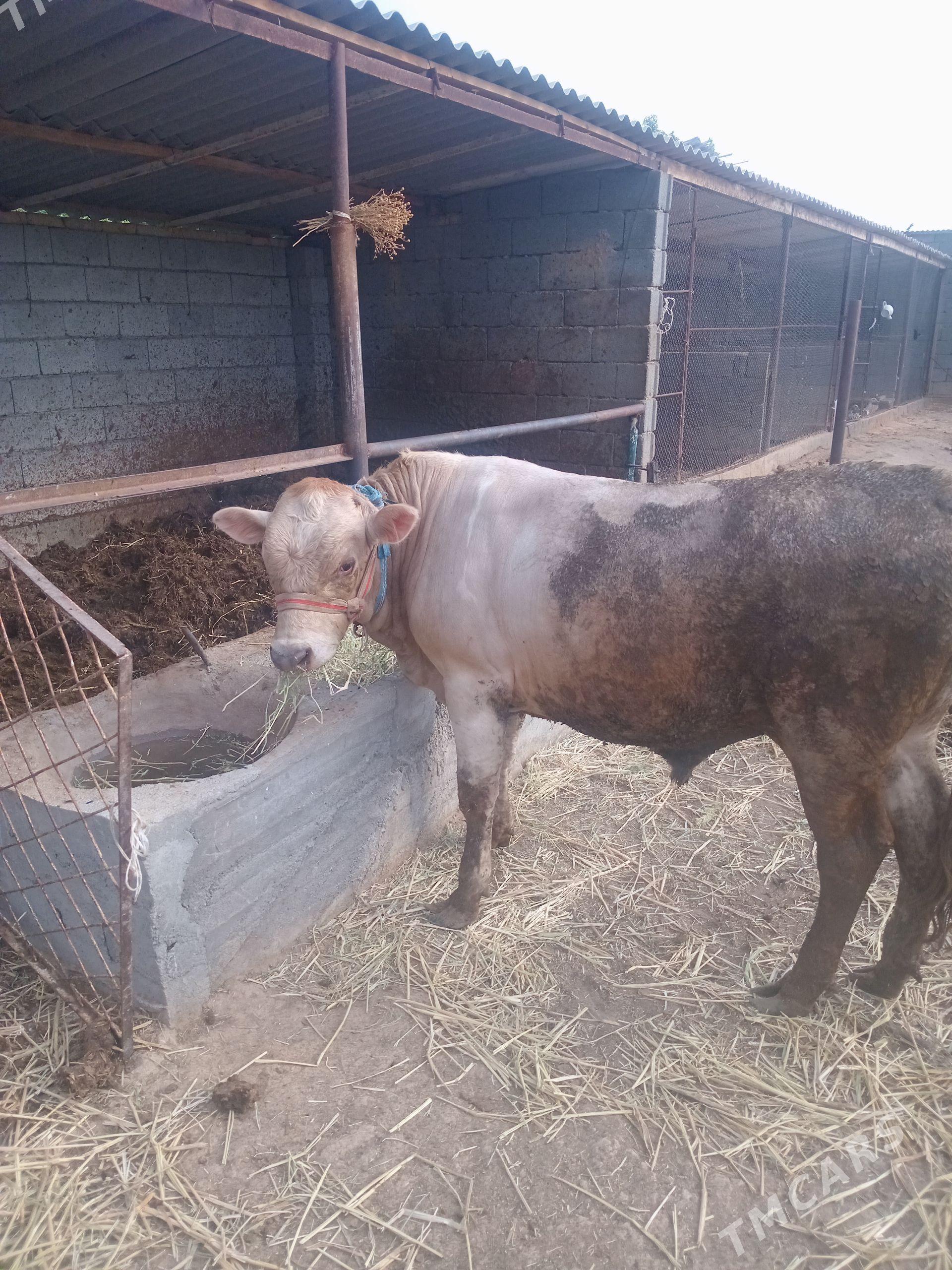Öküz - Ak bugdaý etraby - img 1