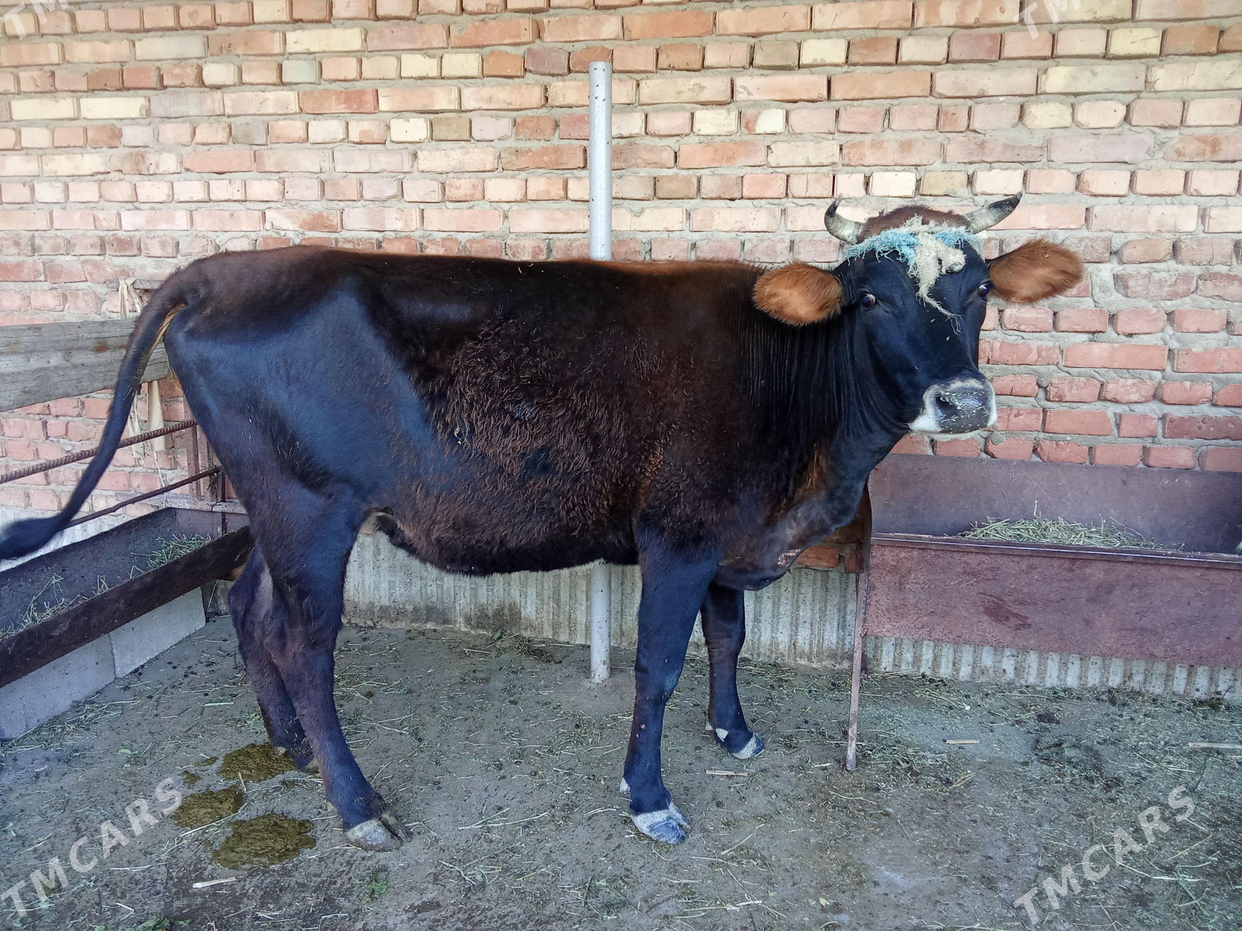 boğaz sygyr - Bäherden - img 1