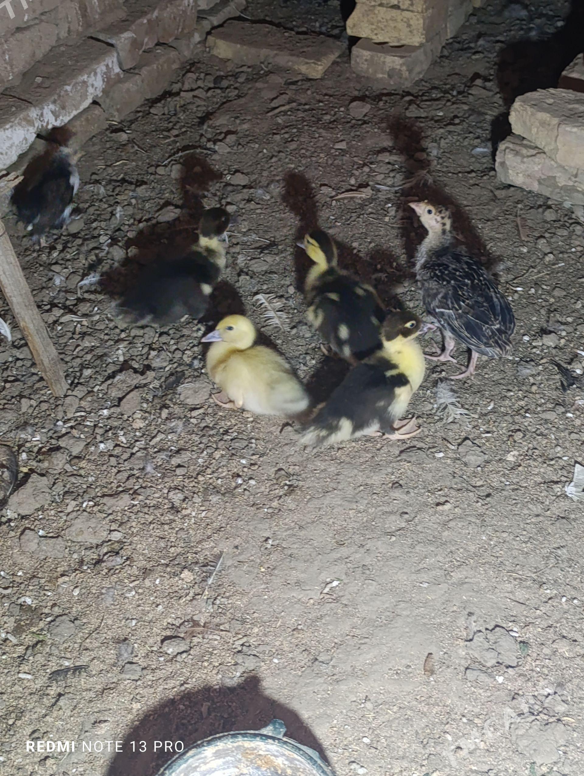 Indautga juje - Sakarçäge - img 1
