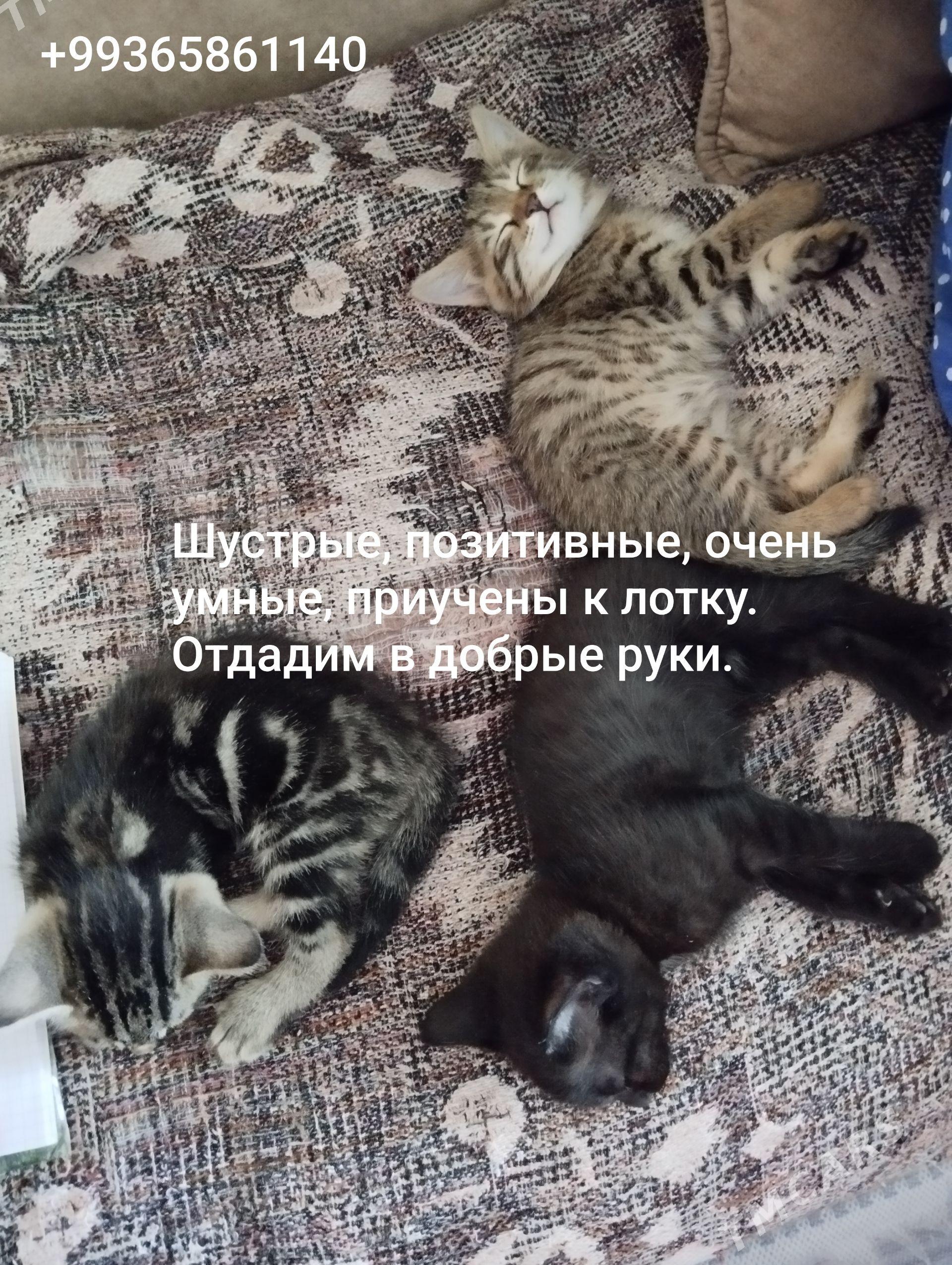 Котята в добрые руки - Туркменабат - img 1