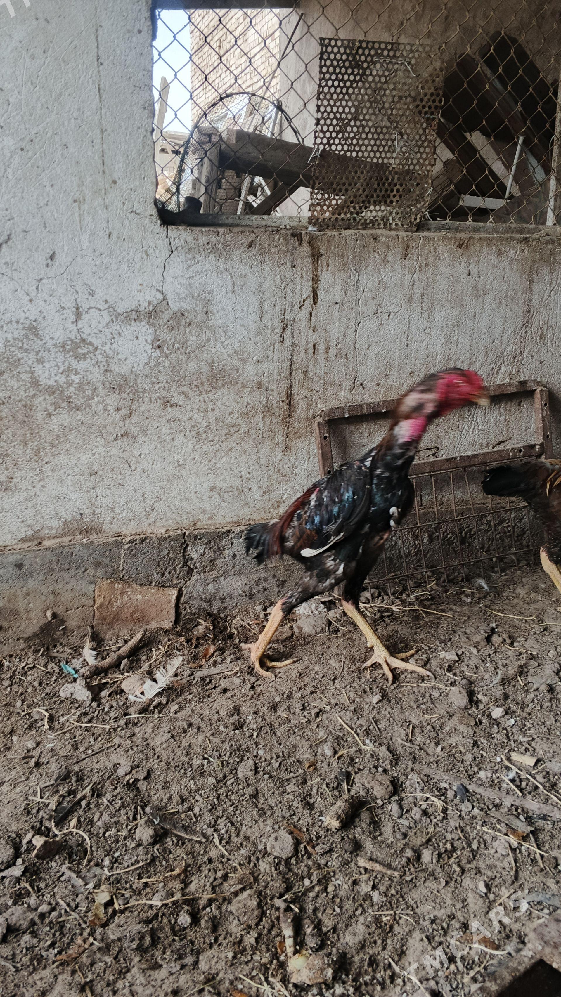 Taşkent hiraz - Tejen - img 1