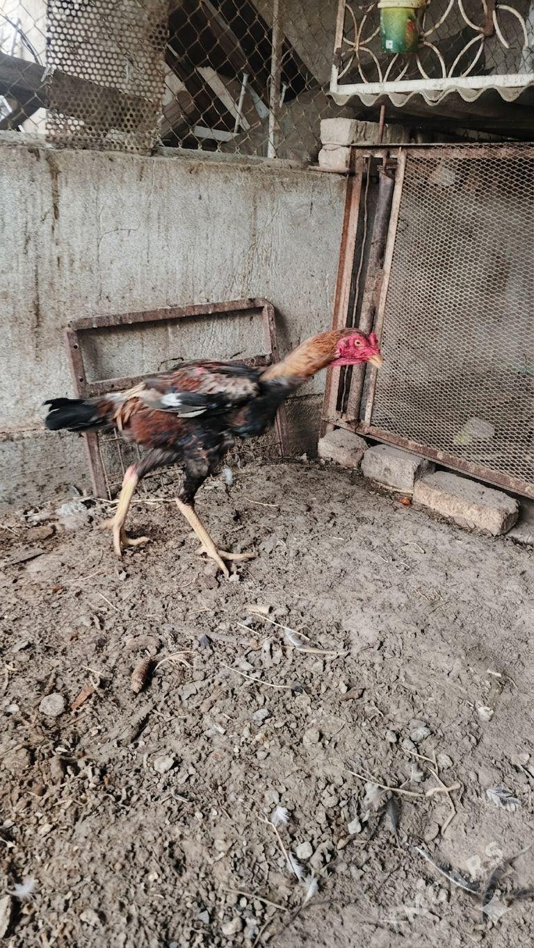 Taşkent horaz - Теджен - img 1