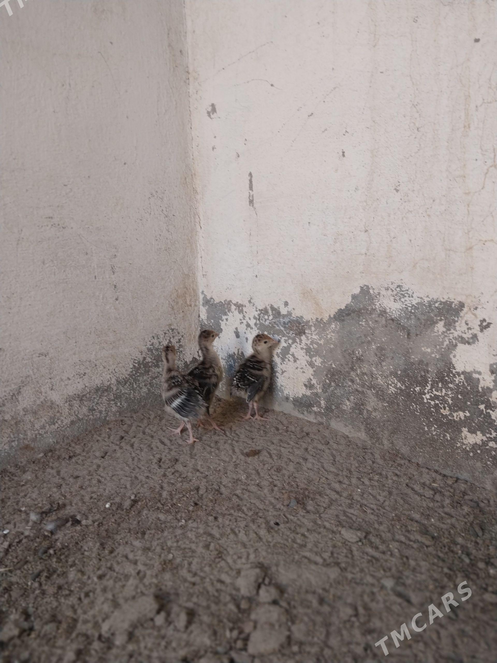 Induk jujeler - Balkanabat - img 1