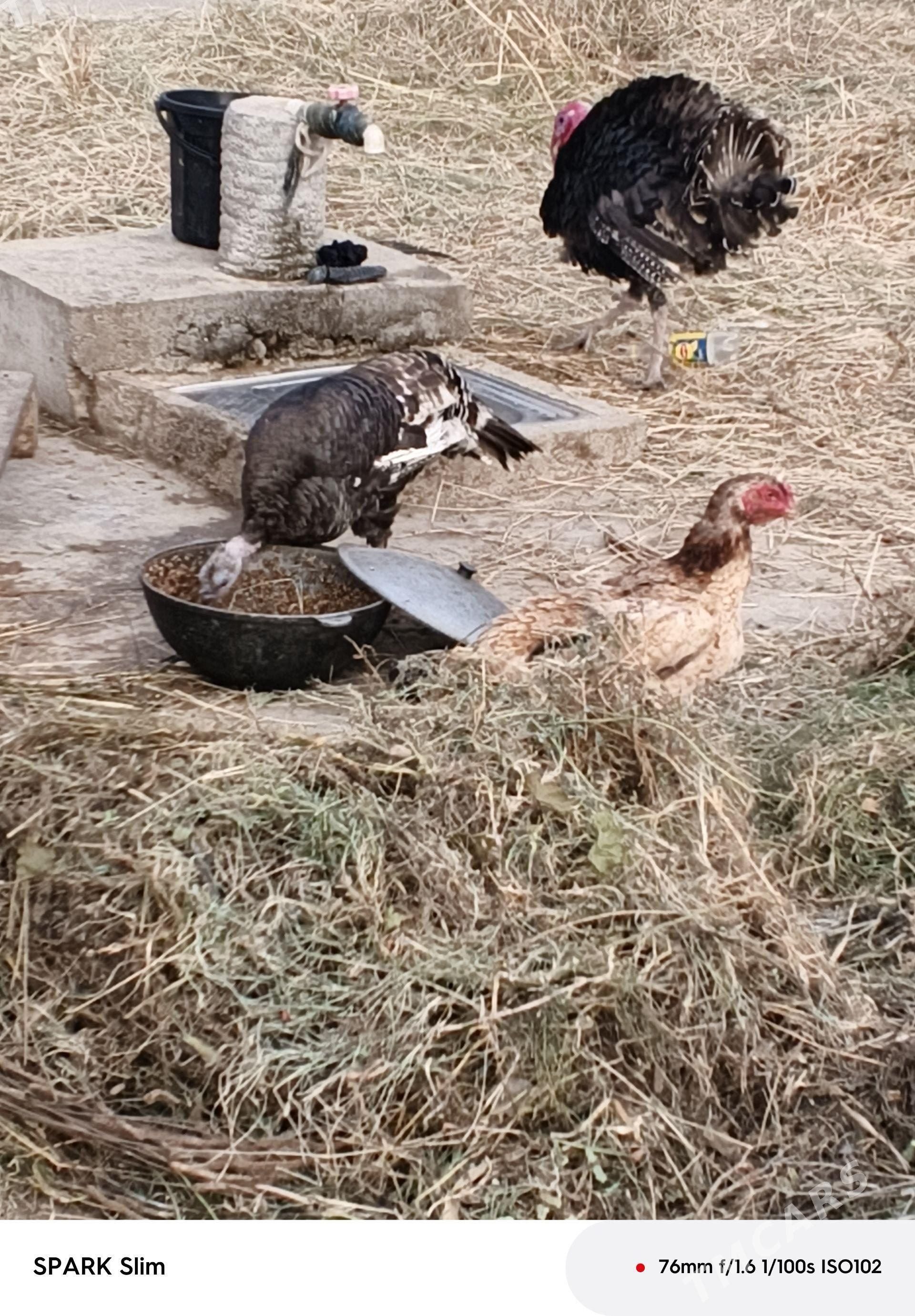 Taşkent mäki - Анев - img 1