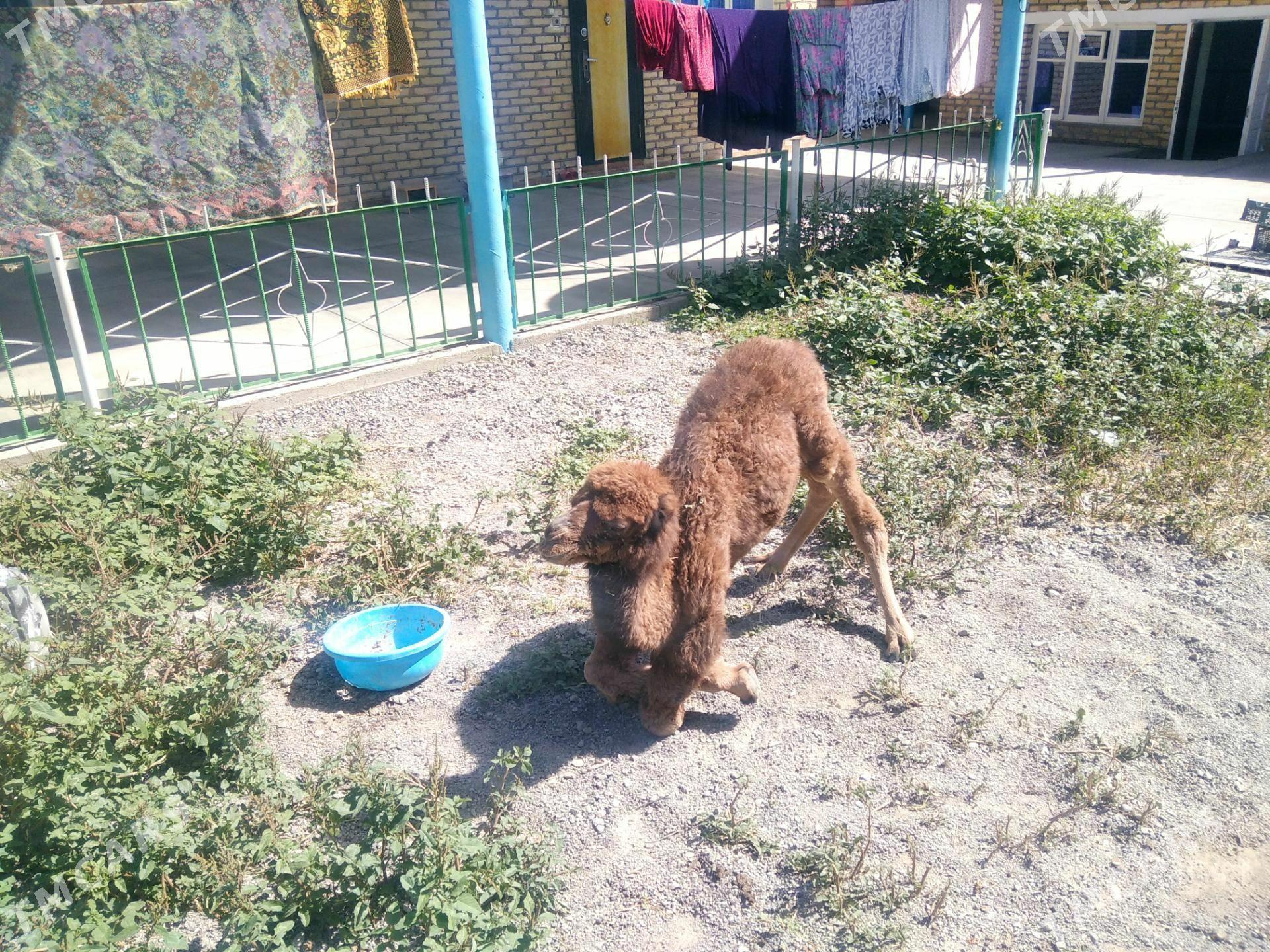 kosek - Çoganly - img 1