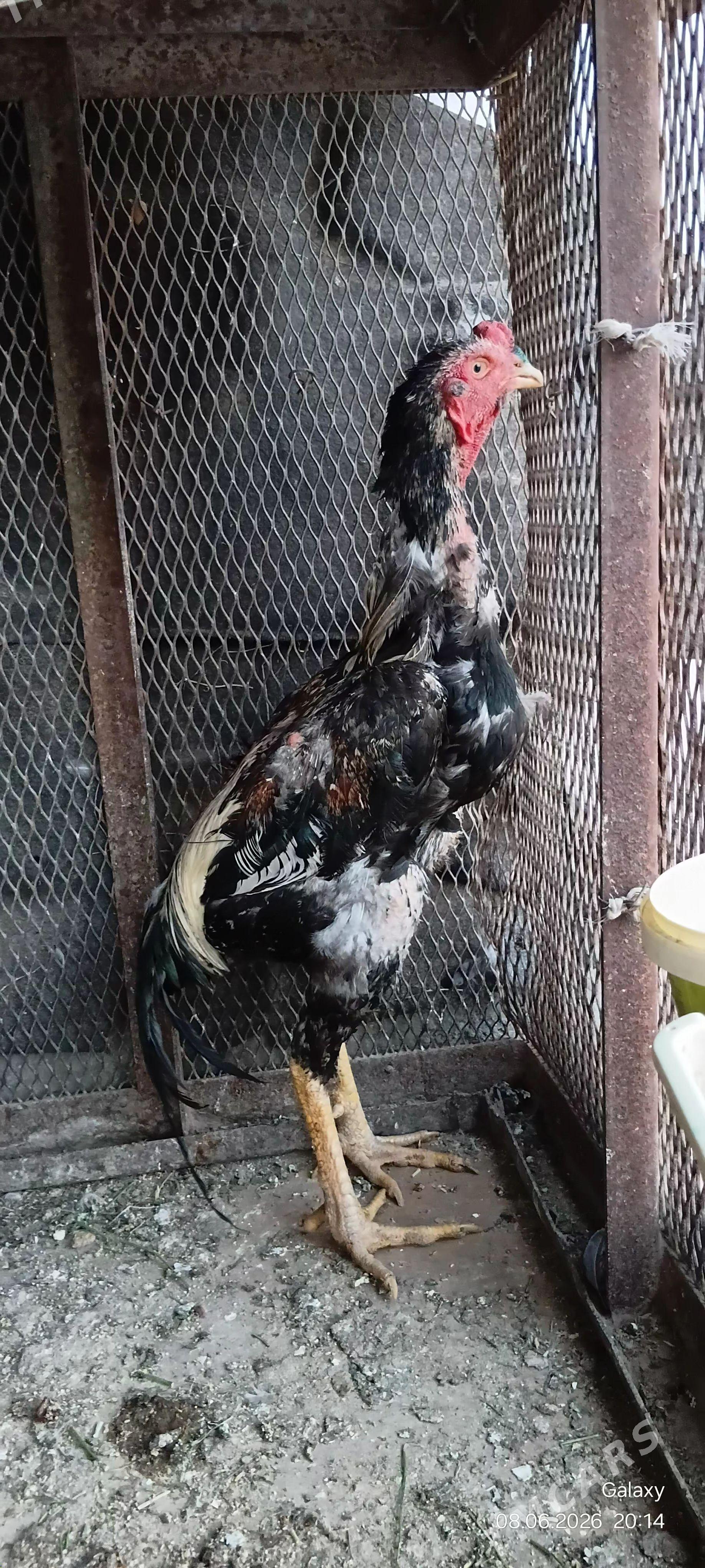 Taşkent - Кака - img 1