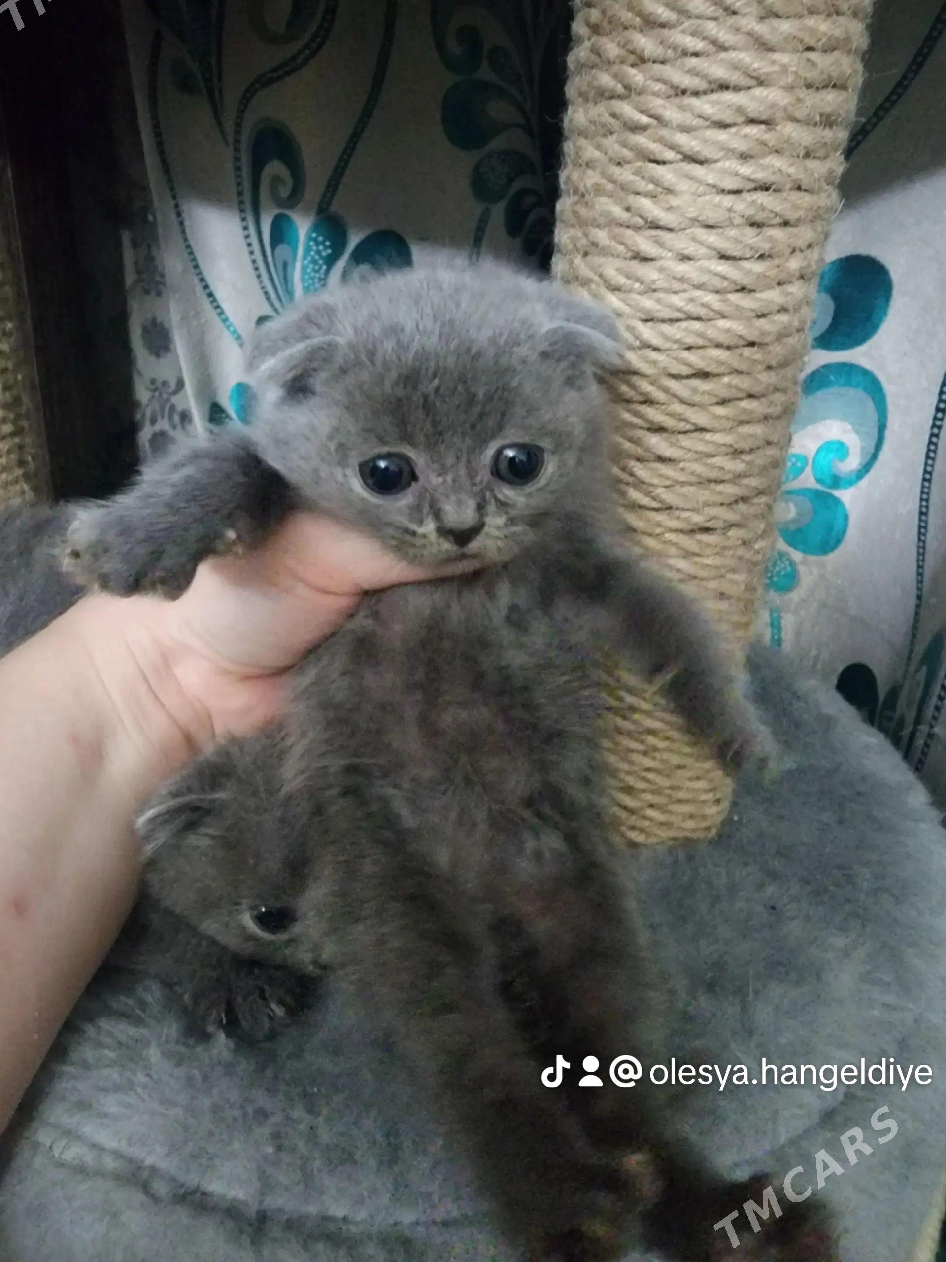 Шотландские котята - Ашхабад - img 1