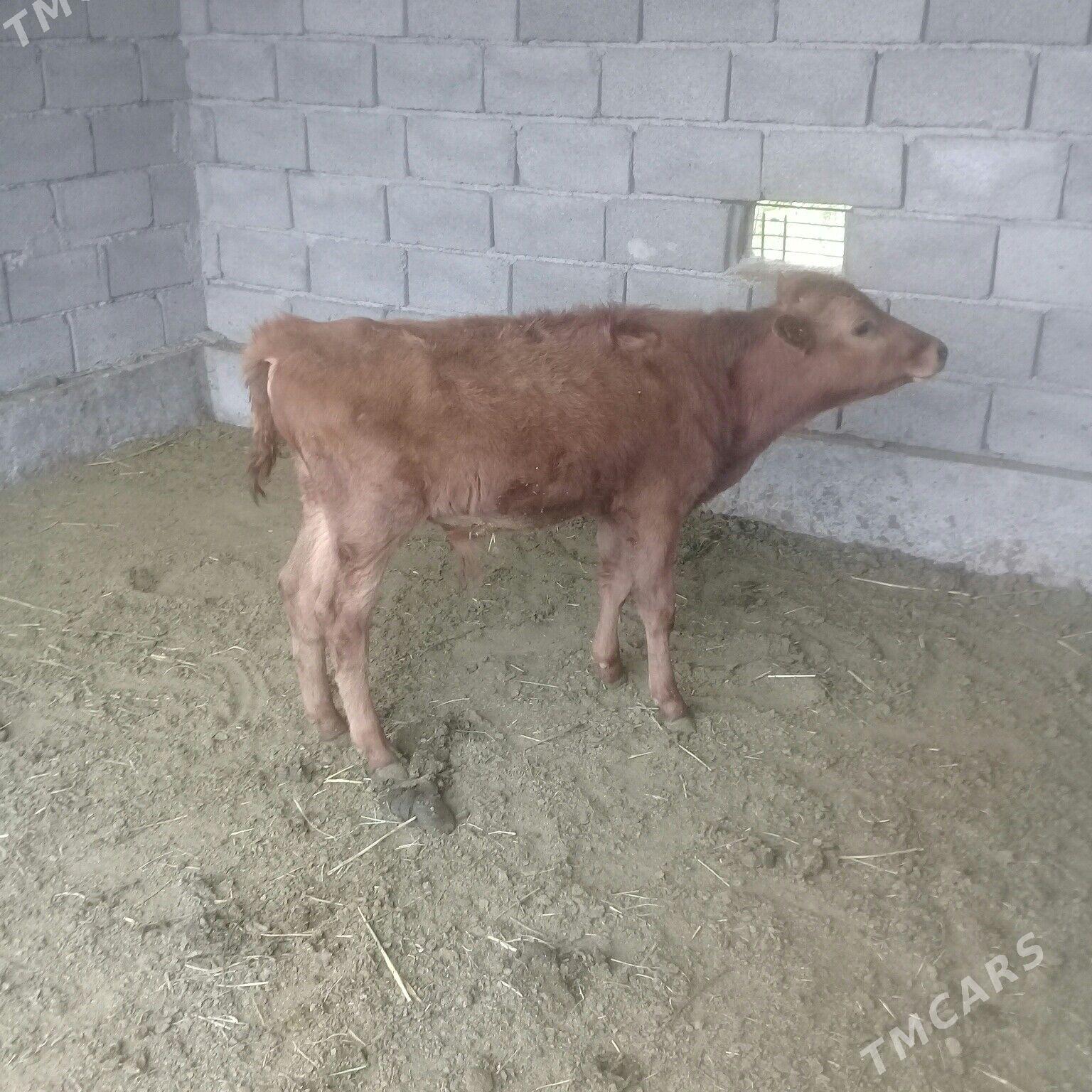 okuzce - Babadaýhan - img 1