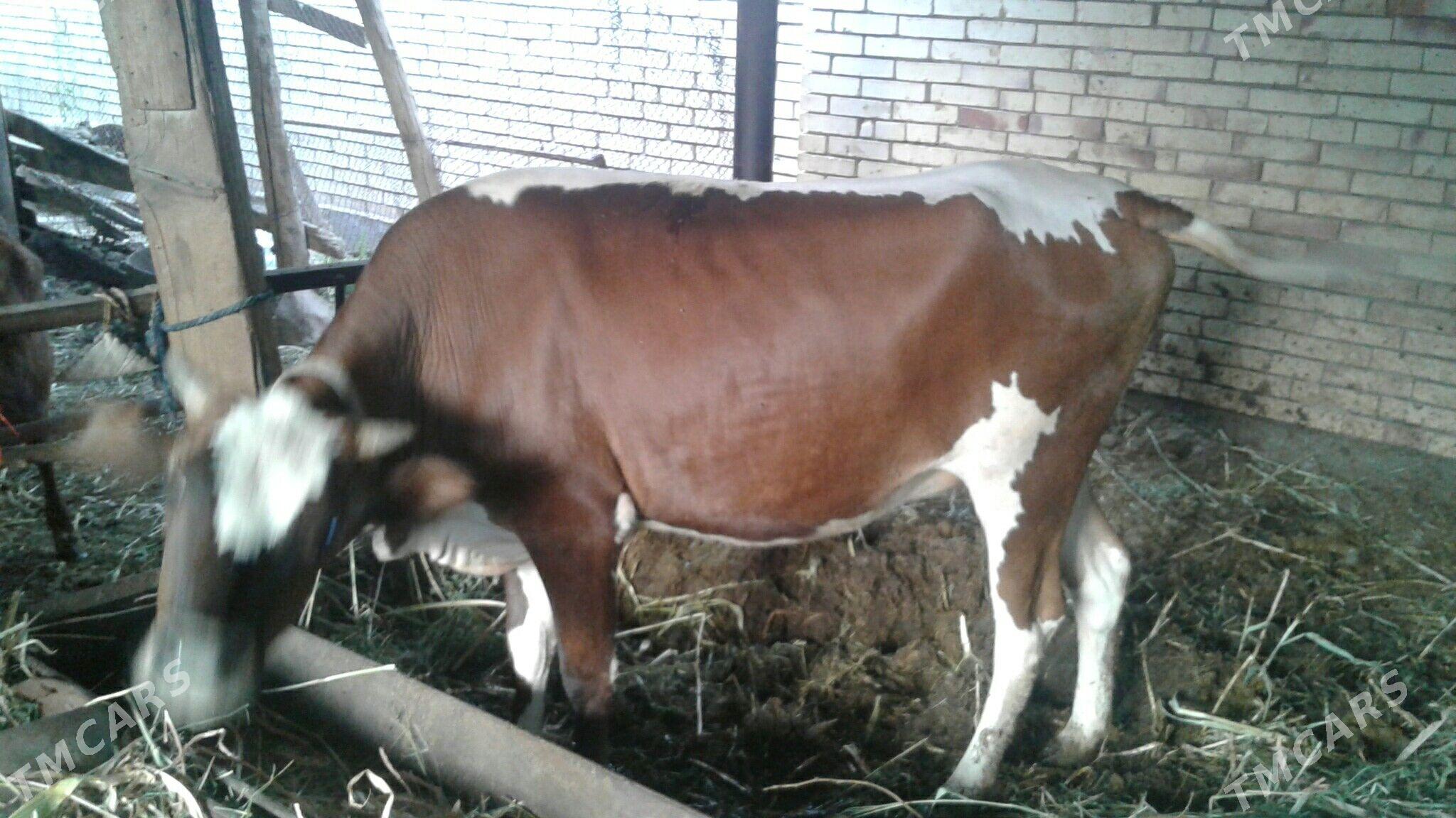 gulajyn - Mary - img 1