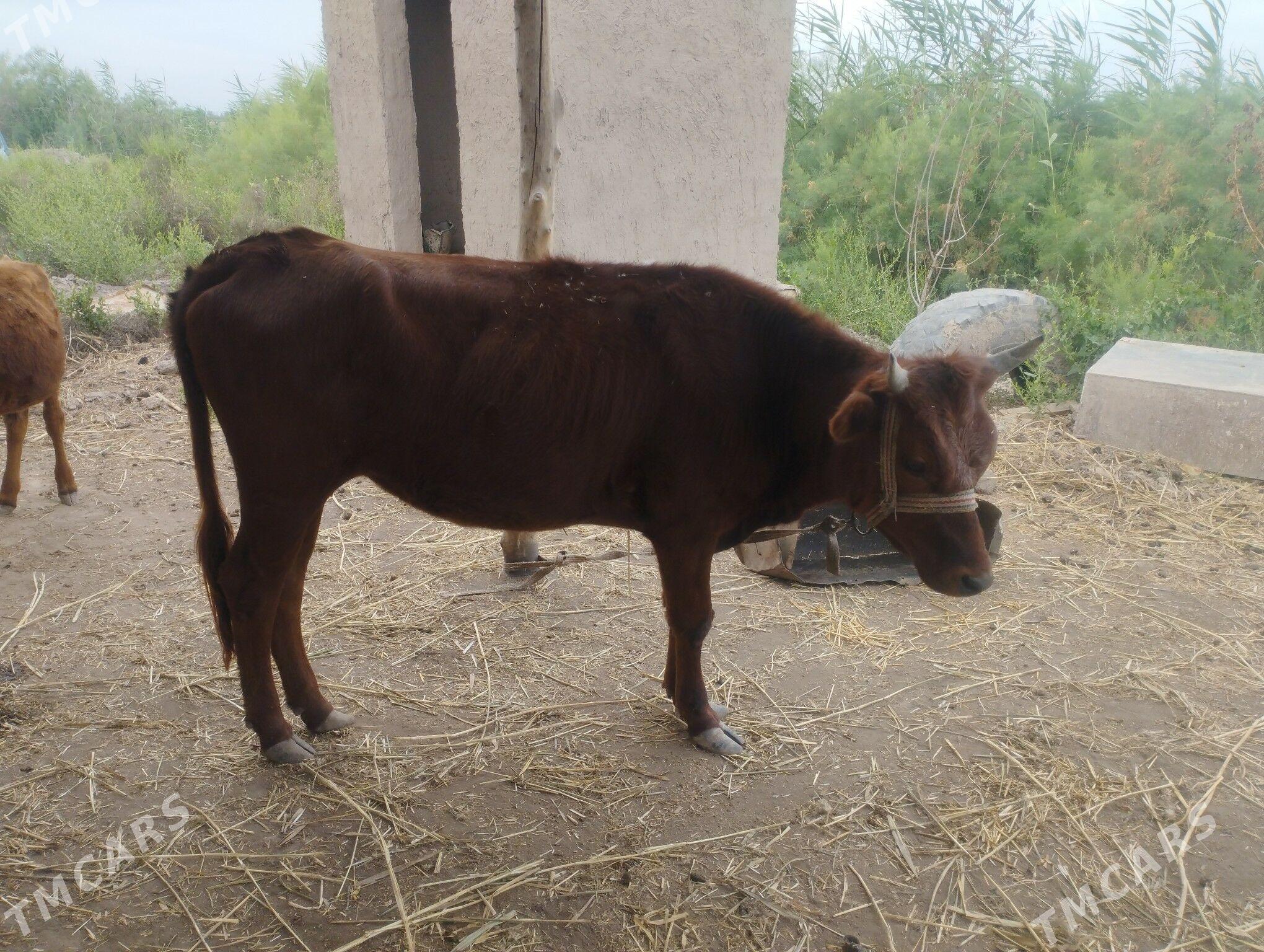 Sygyr - Daşoguz - img 1