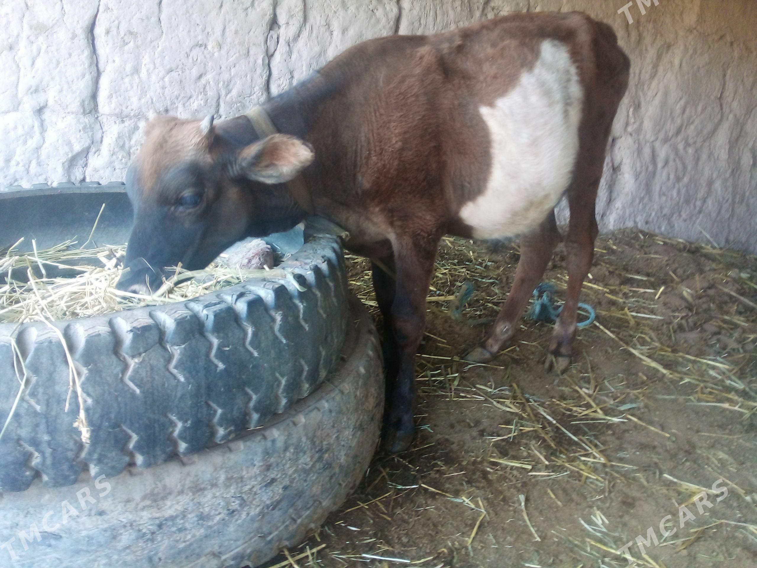 öküzçe - Çärjew - img 1