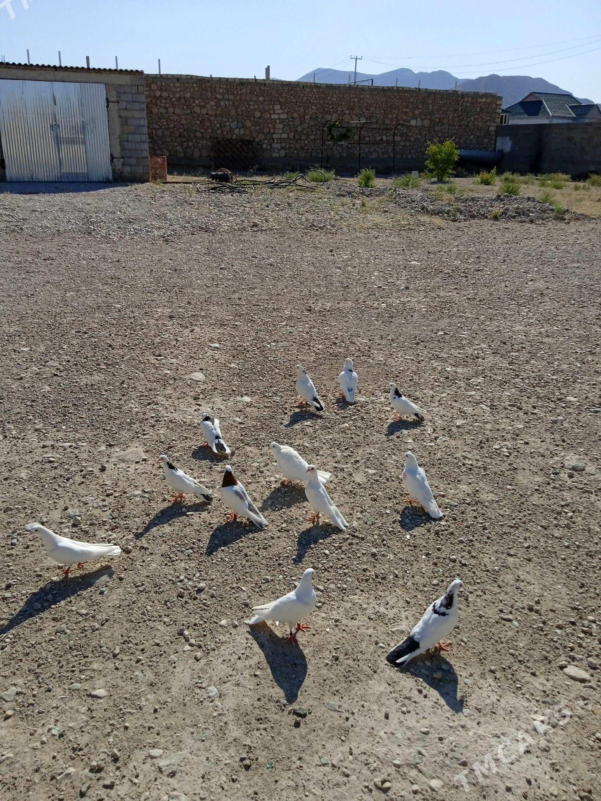 Kepderi - Balkanabat - img 1