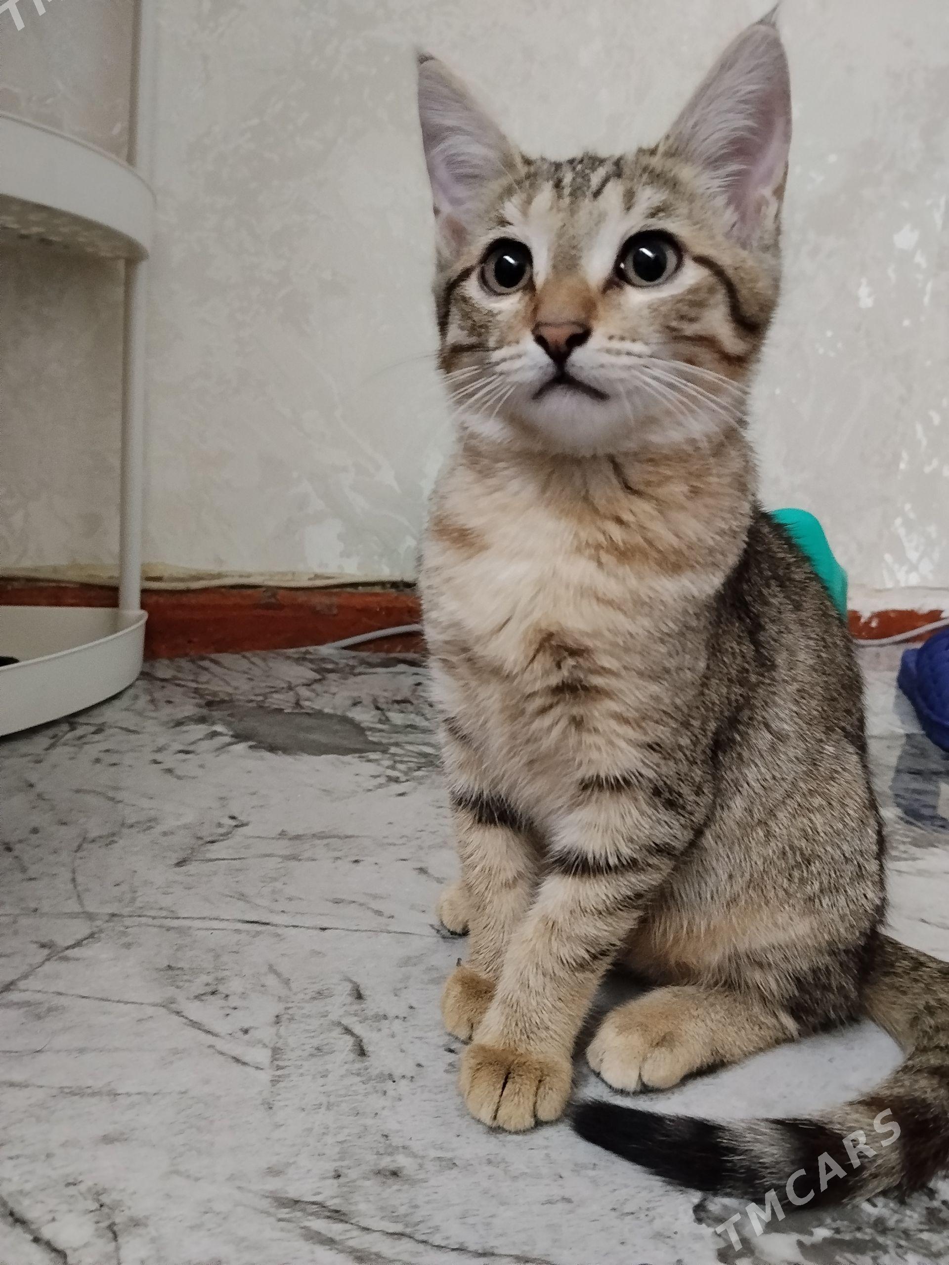 котенок в добрые руки - 6 мкр - img 1