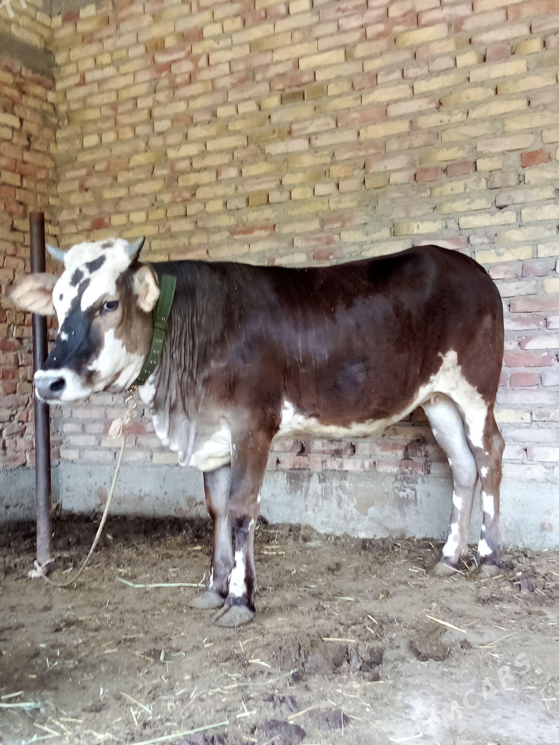 Gibrit Tüwe Bskylgy 1 ýaş 6 aý - Гёкдепе - img 1