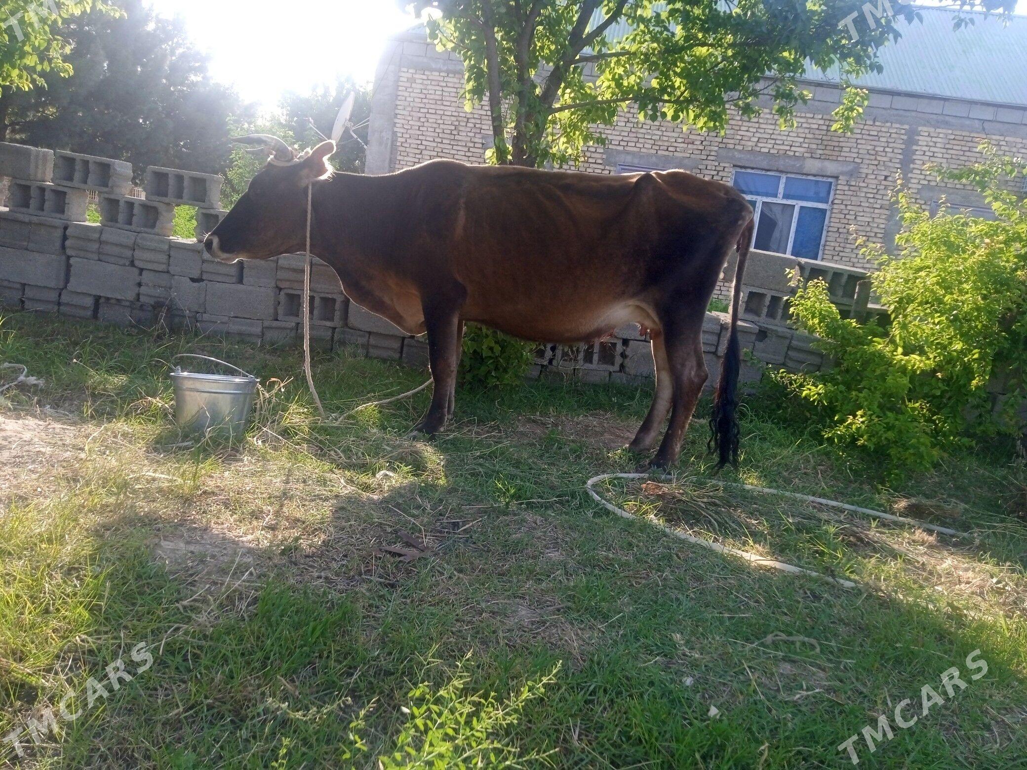 gysyr sygyr - Büzmeýin - img 1