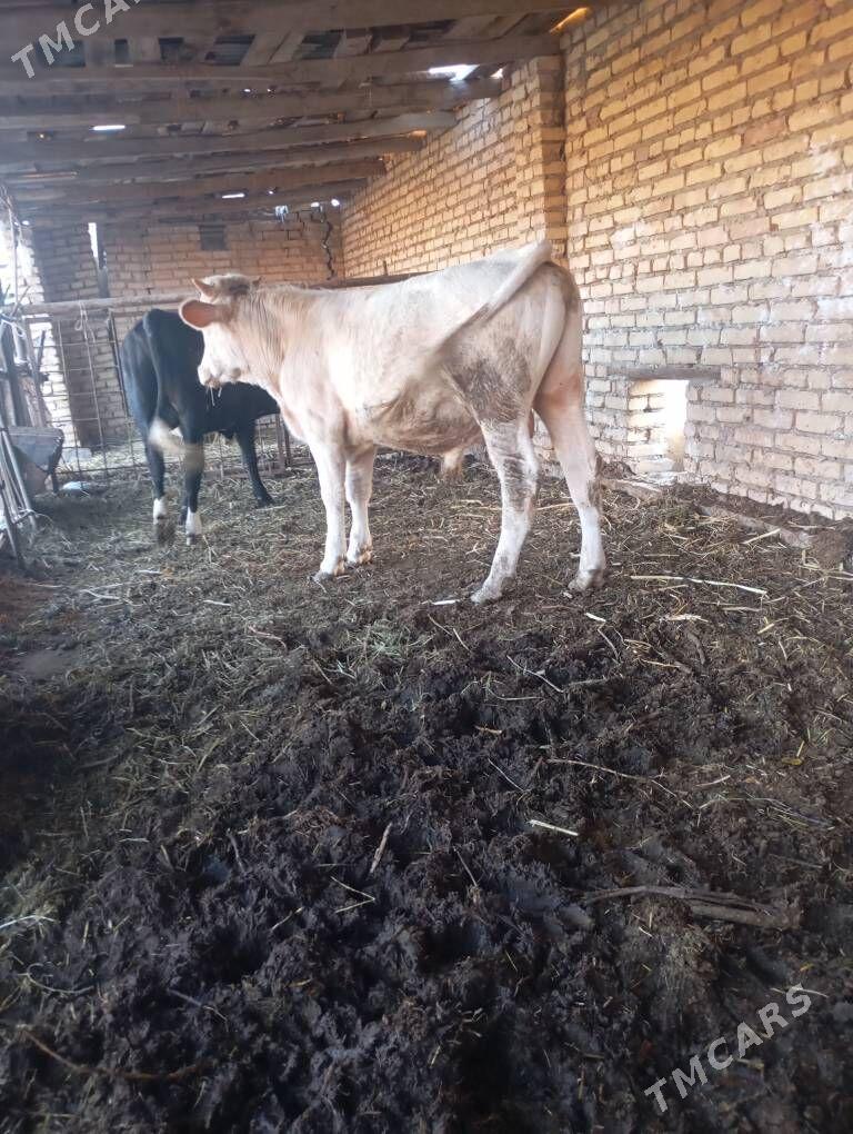 Simmental Öküzler - Çärjew - img 1