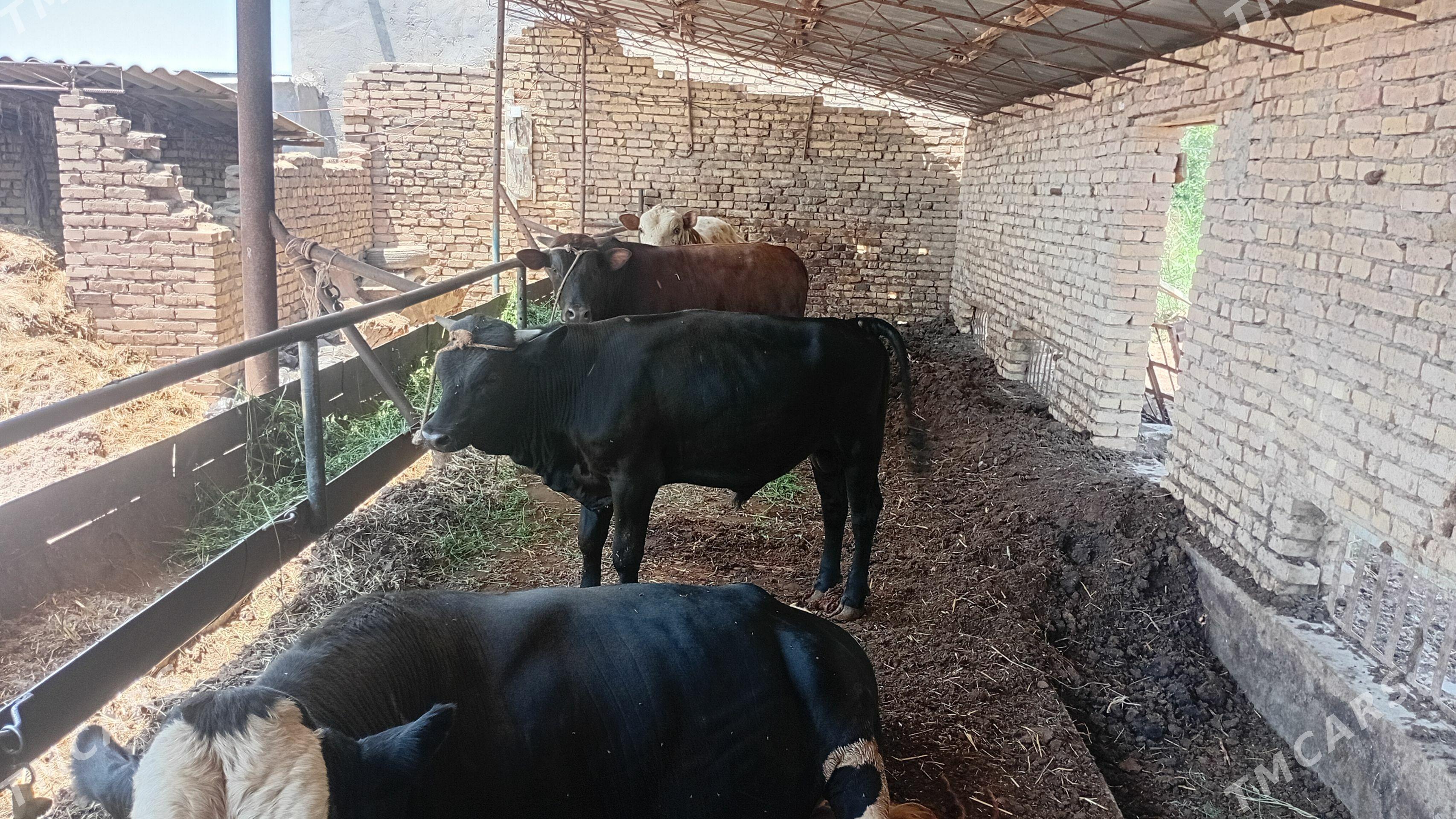 okuzler - Çärjew - img 1