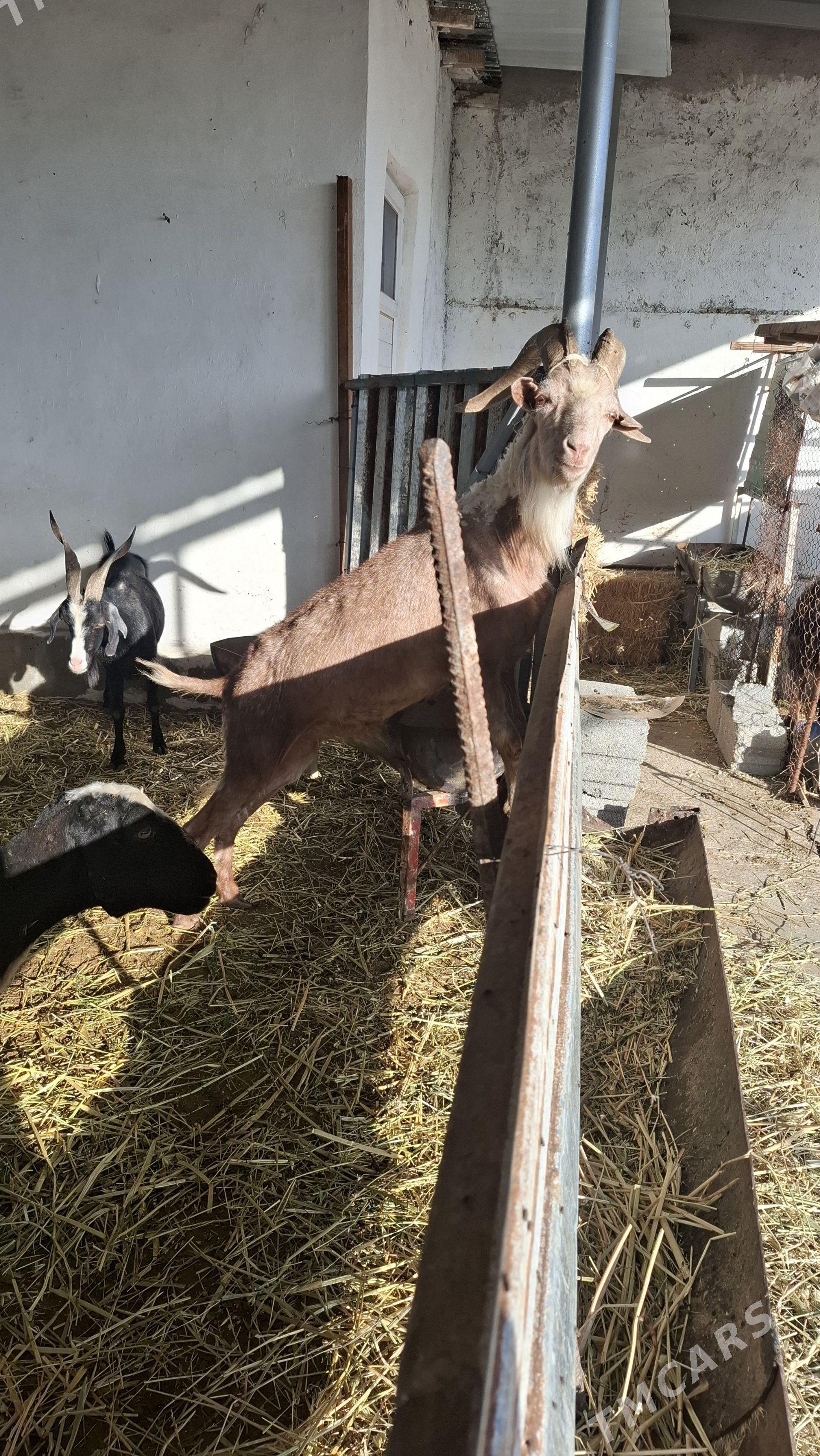 erkec geci - Ak bugdaý etraby - img 1