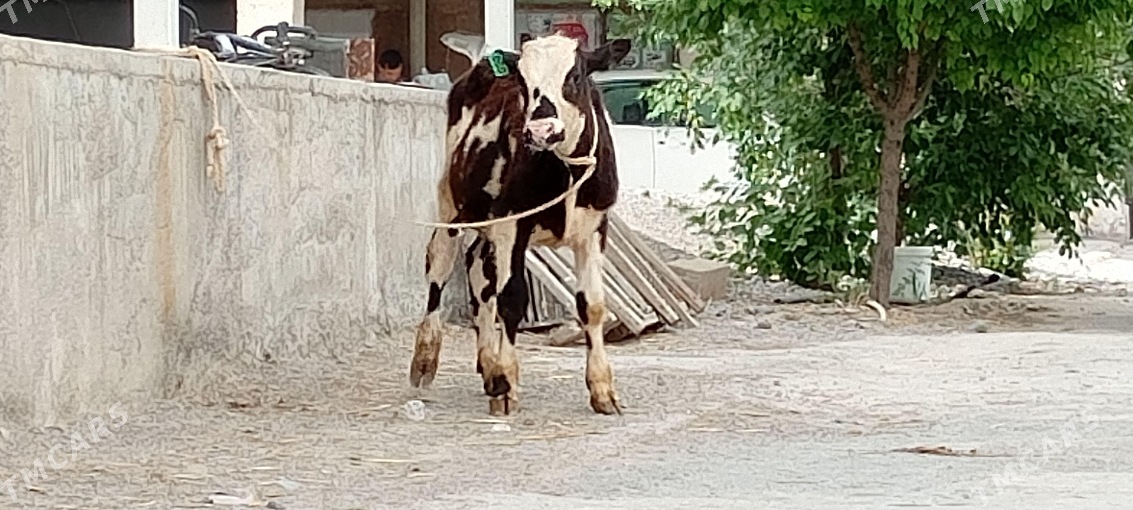 Öküz Tüwe Göle - Ашхабад - img 1