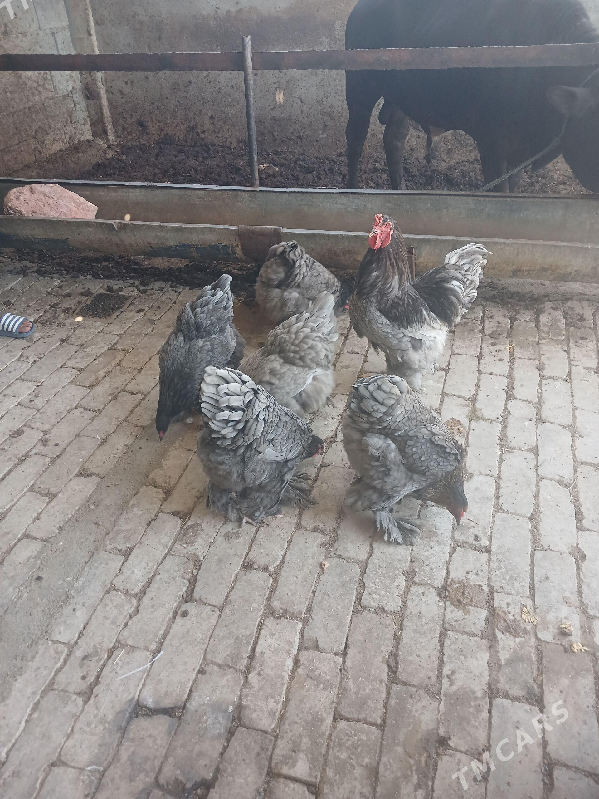 brama - Garadamak Şor - img 1