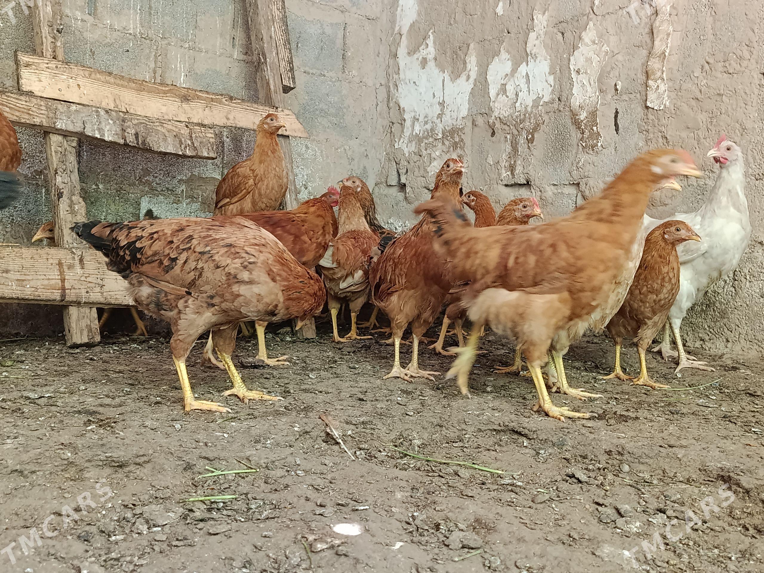 tovuk juyje - Köşi - img 1