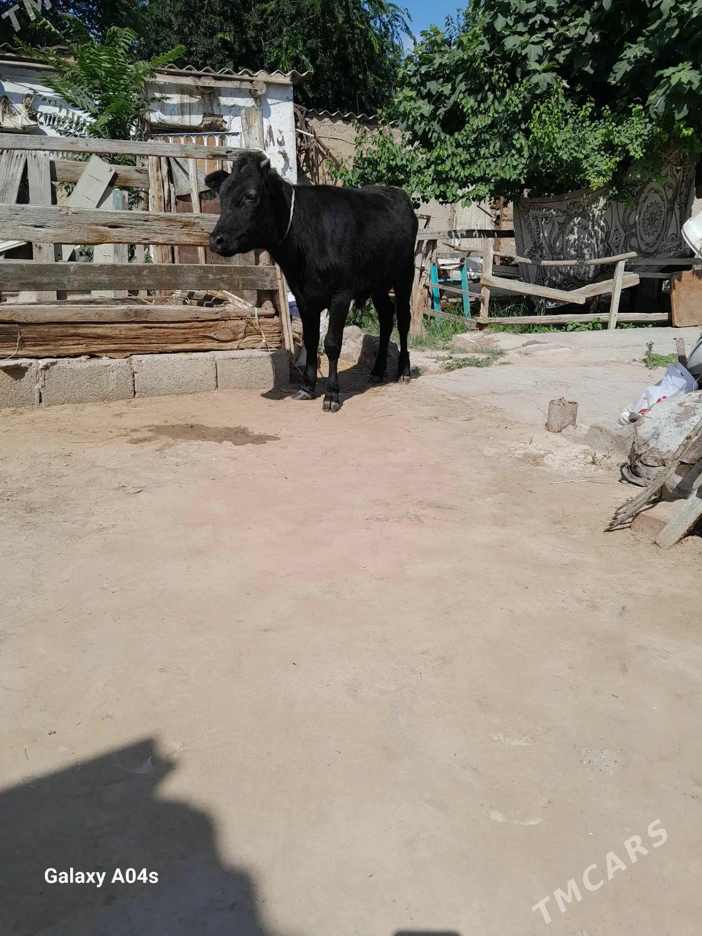 Öküz - Köşi - img 1