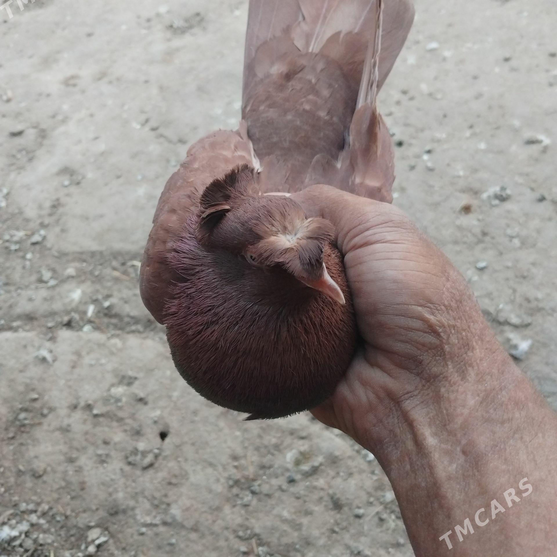 kepderi - Мары - img 1