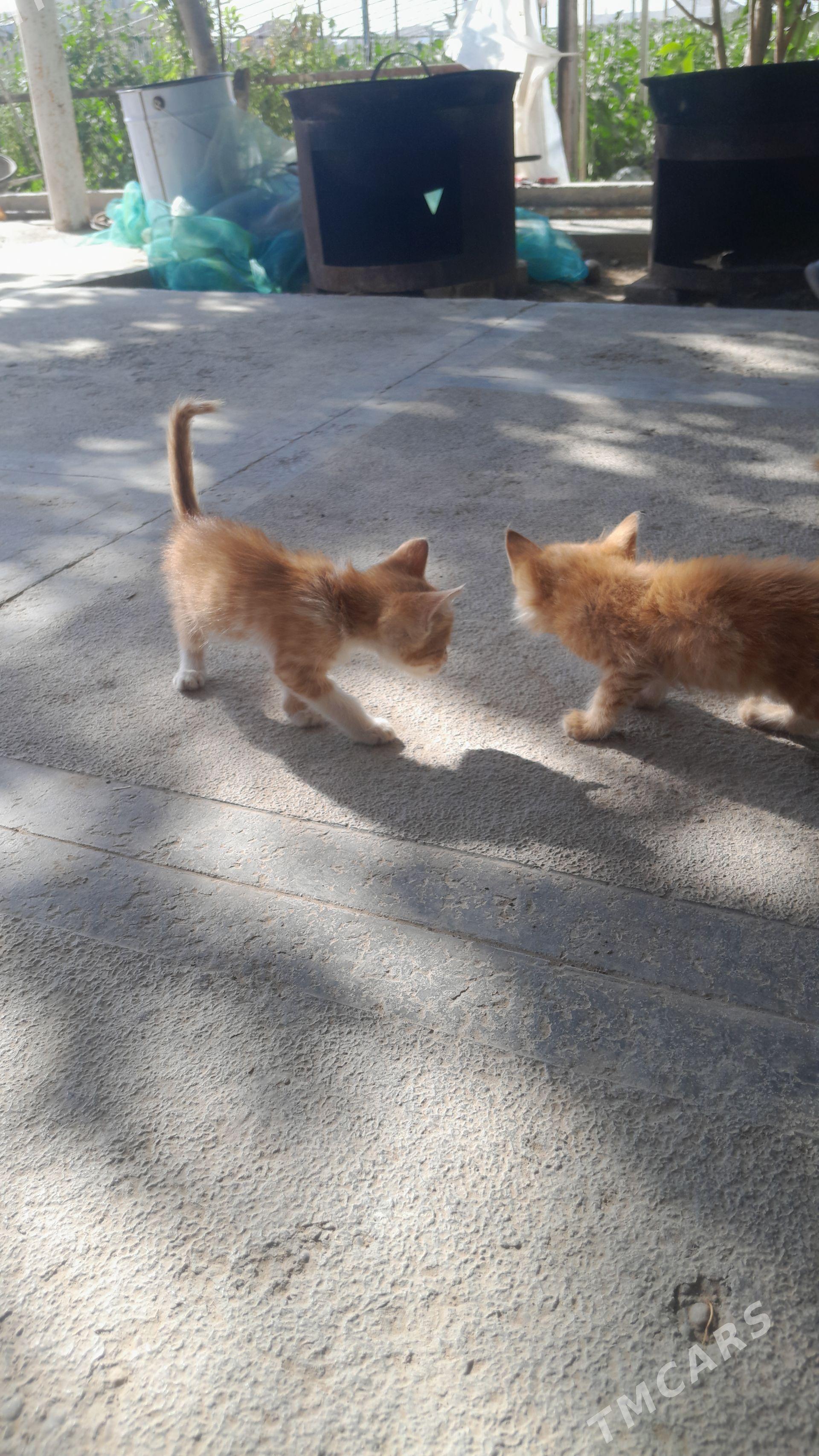 pişik - Murgap - img 1