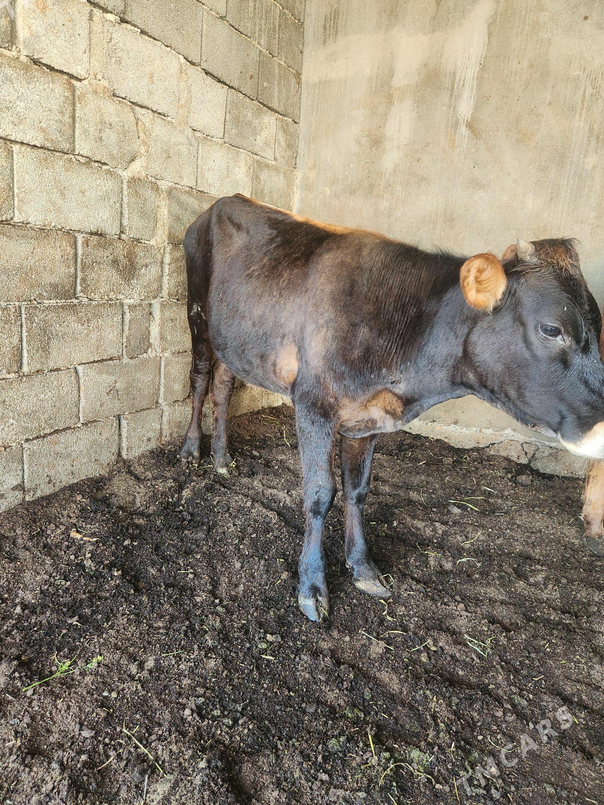 okuz - Büzmeýin - img 1