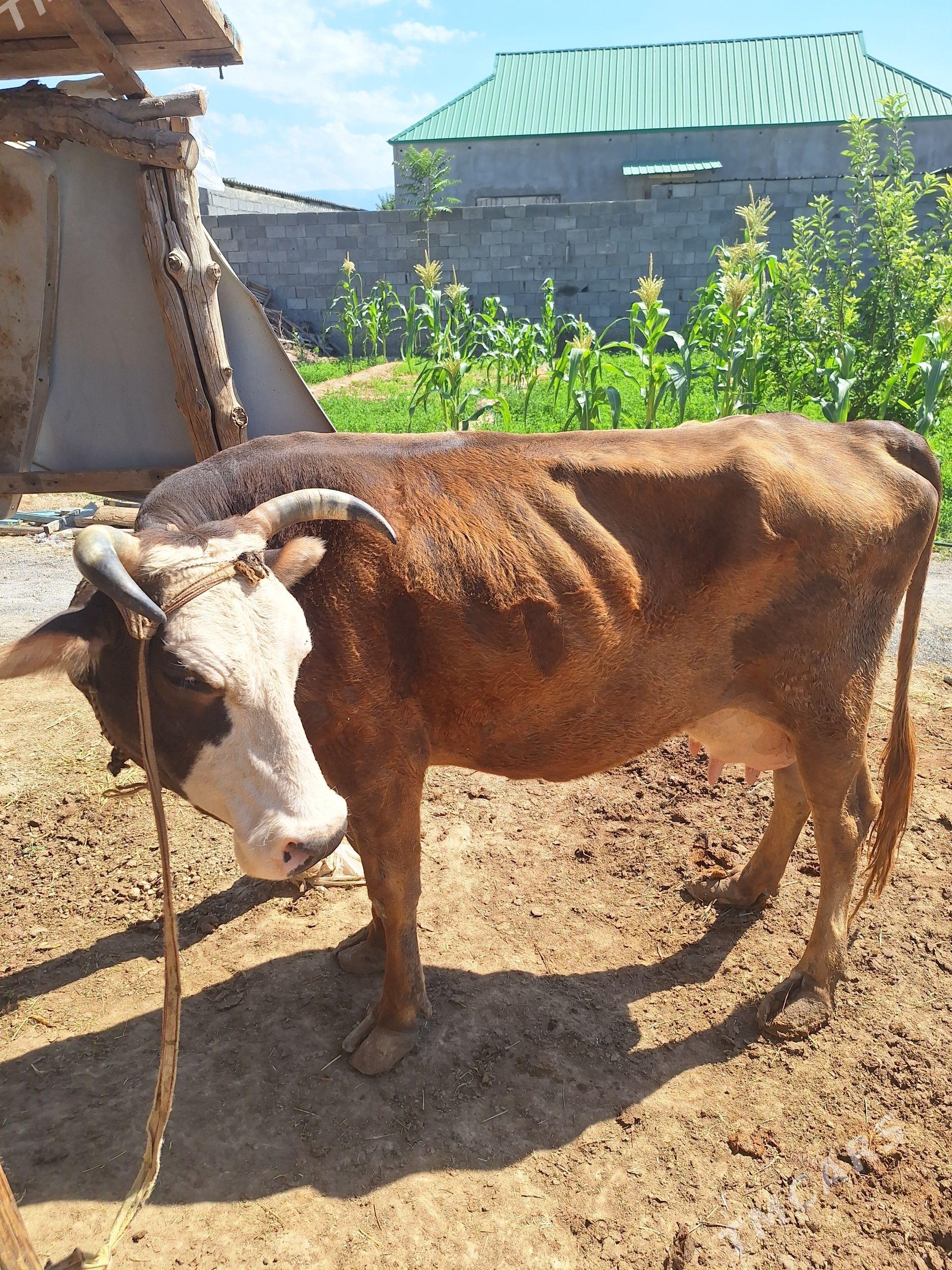 Göleli Sygyr - Büzmeýin - img 1