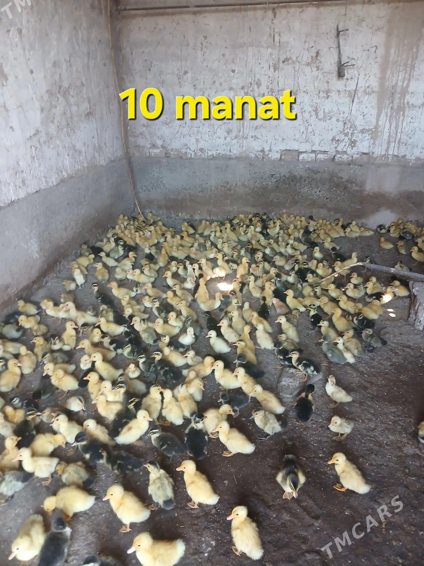 Ak gaz jüýje gak-gak - Tejen - img 1