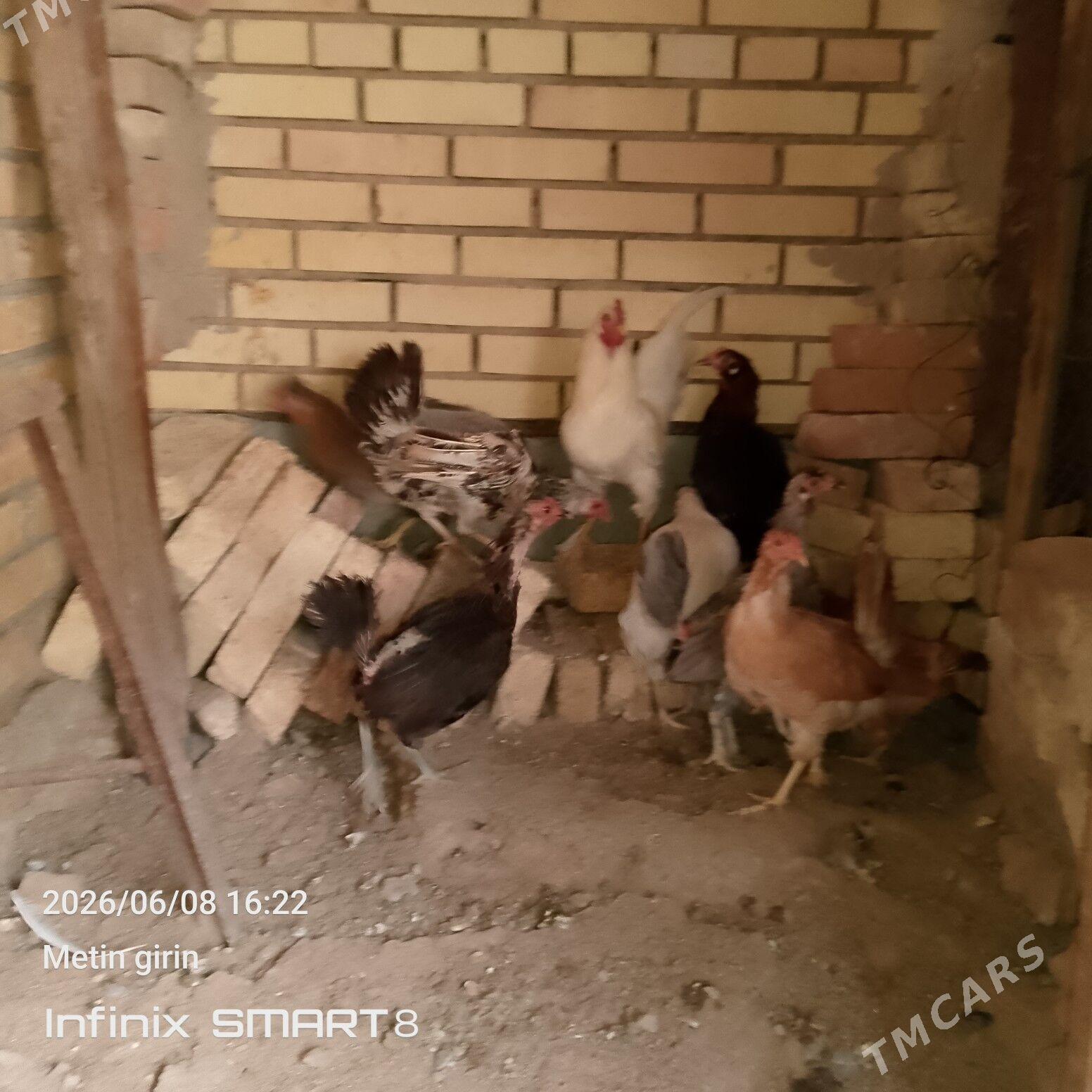 towuk - Мары - img 1