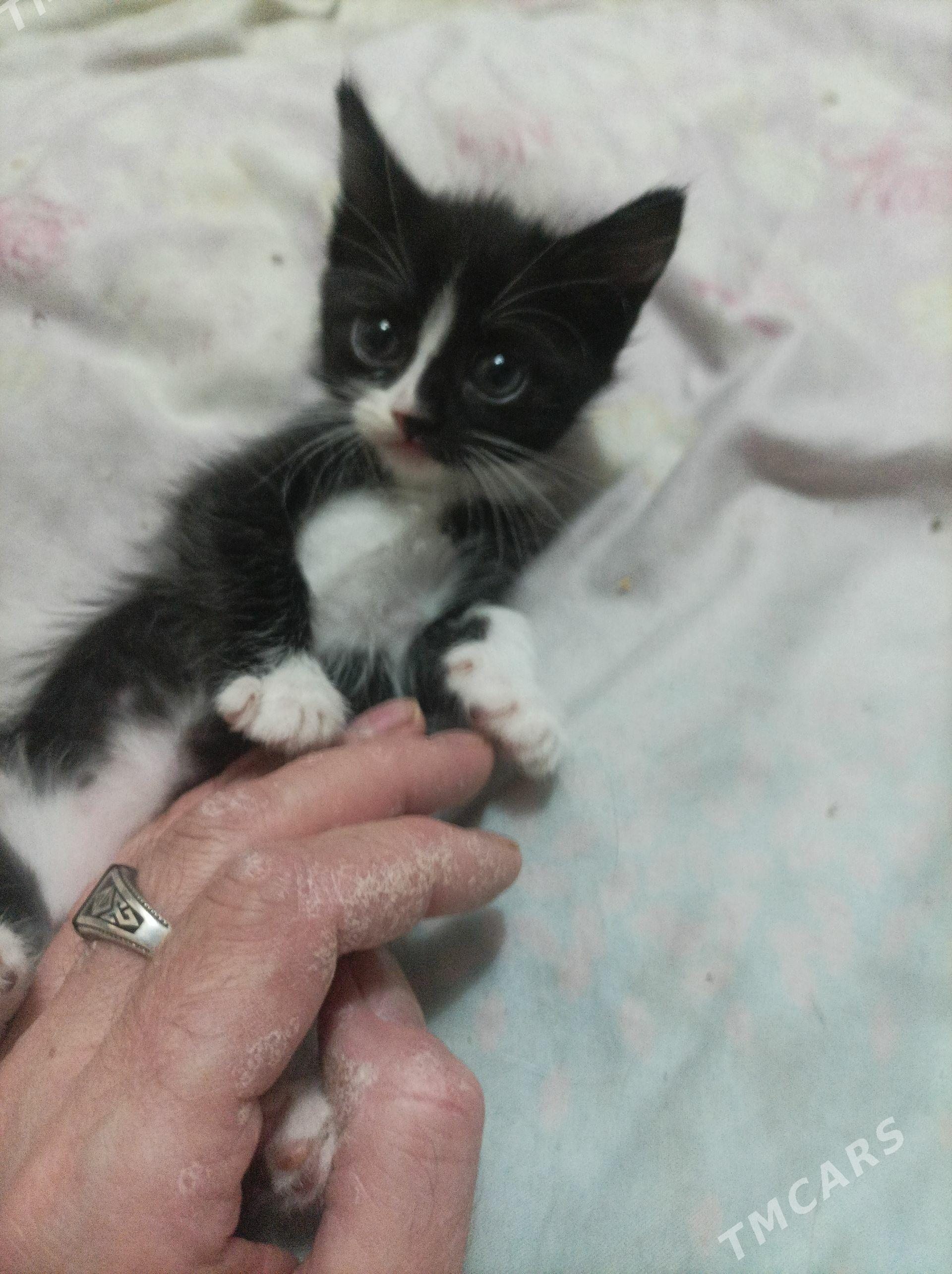 Домашний котенок. - Ашхабад - img 1
