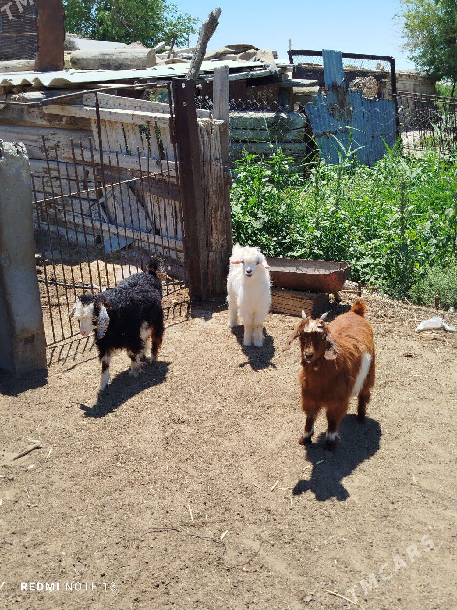 çewiş tokly - Bereket - img 1