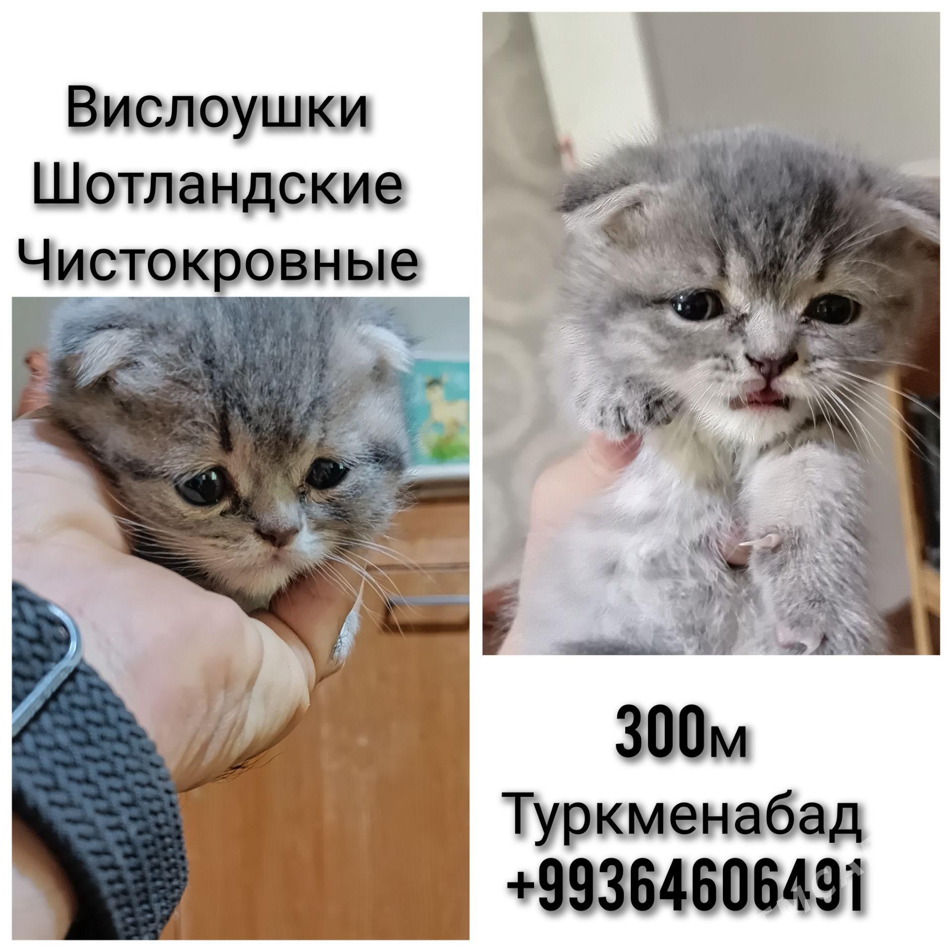 Шотландские вислоушки - Туркменабат - img 1