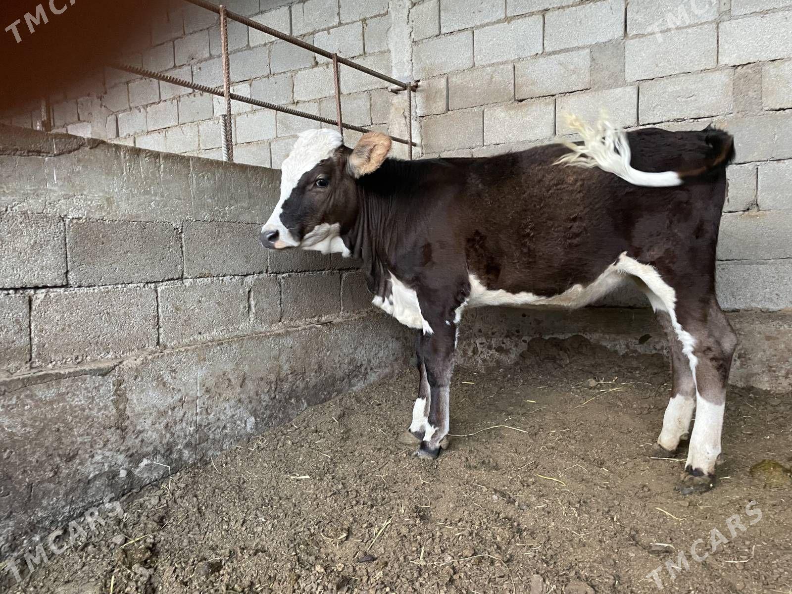 tüwe galişteýn sygyr - Gökdepe - img 1