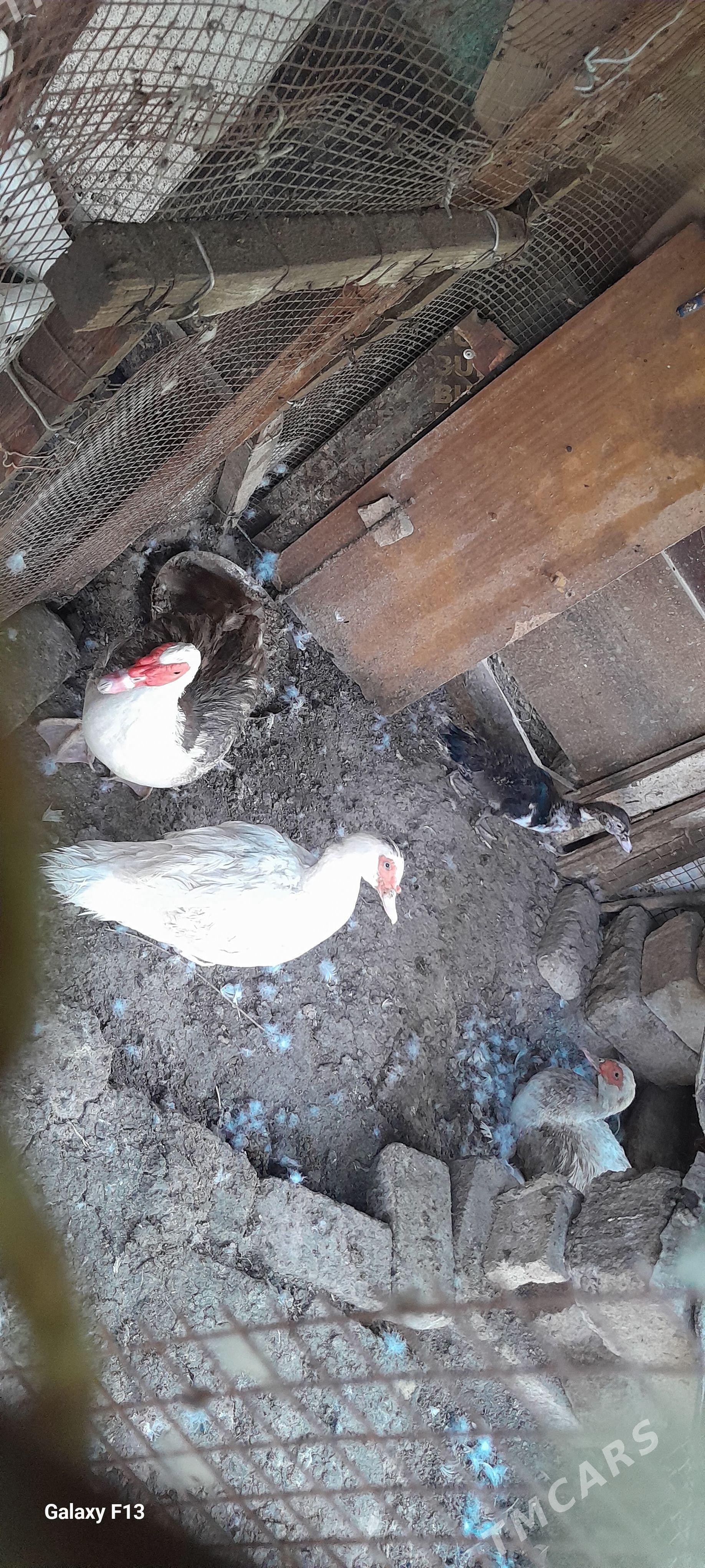ordek. - Köşi - img 1