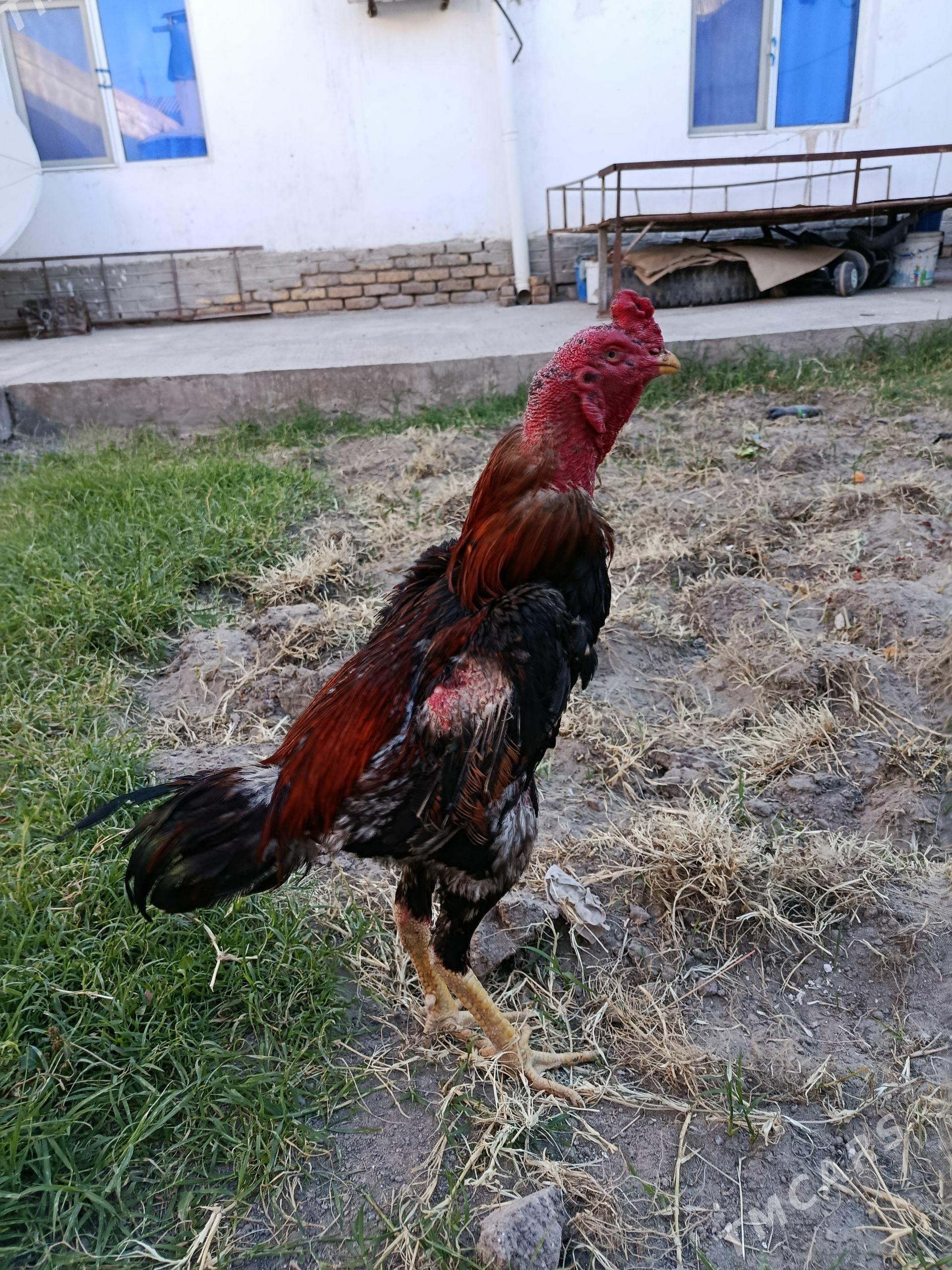 horaz - Daşoguz - img 1